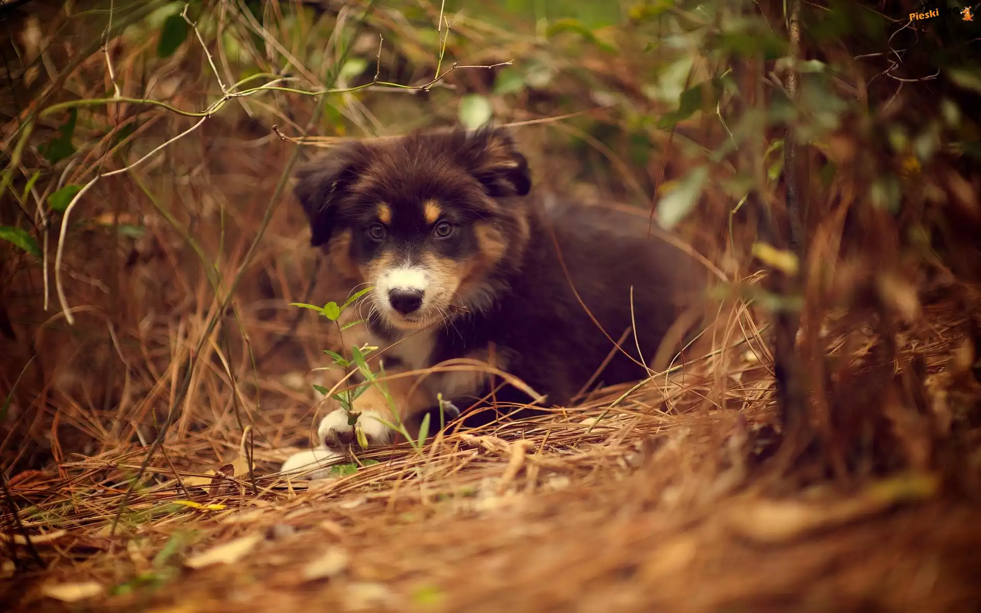 Szczeniak, Piesek, Zarośla, Owczarek australijski-australian shepherd