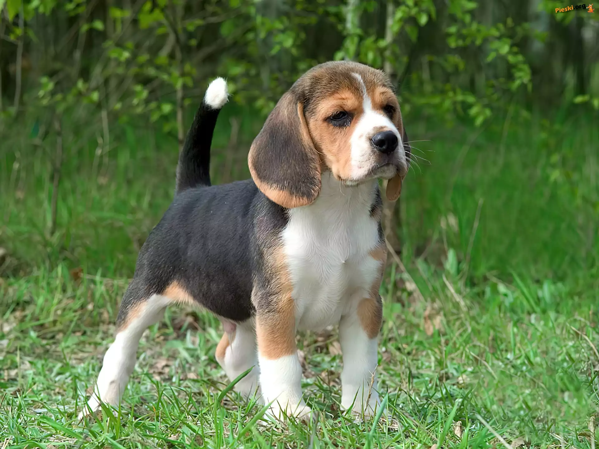 Trawa, Szczeniak, Beagle