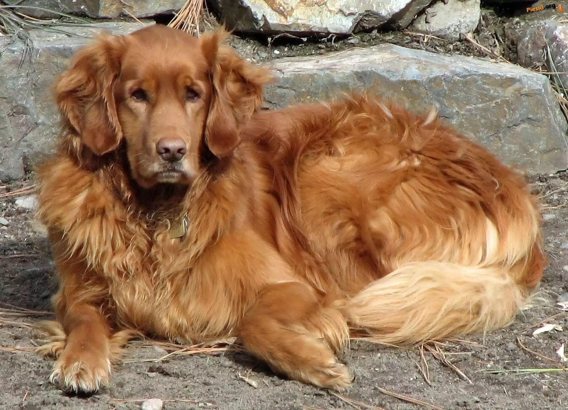 Kamienia, Golden Retriever, Piesek