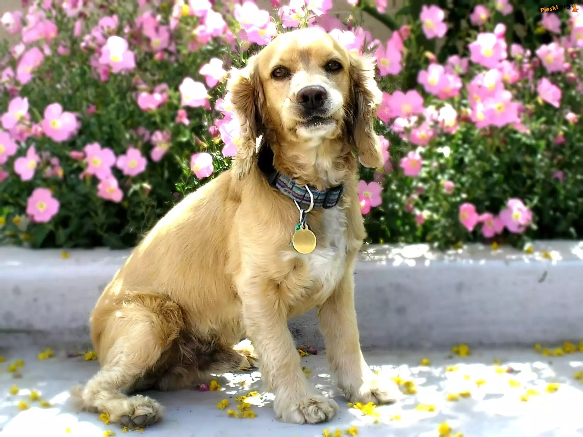 Kwiatki, Cocker Spaniel, Szczeniak