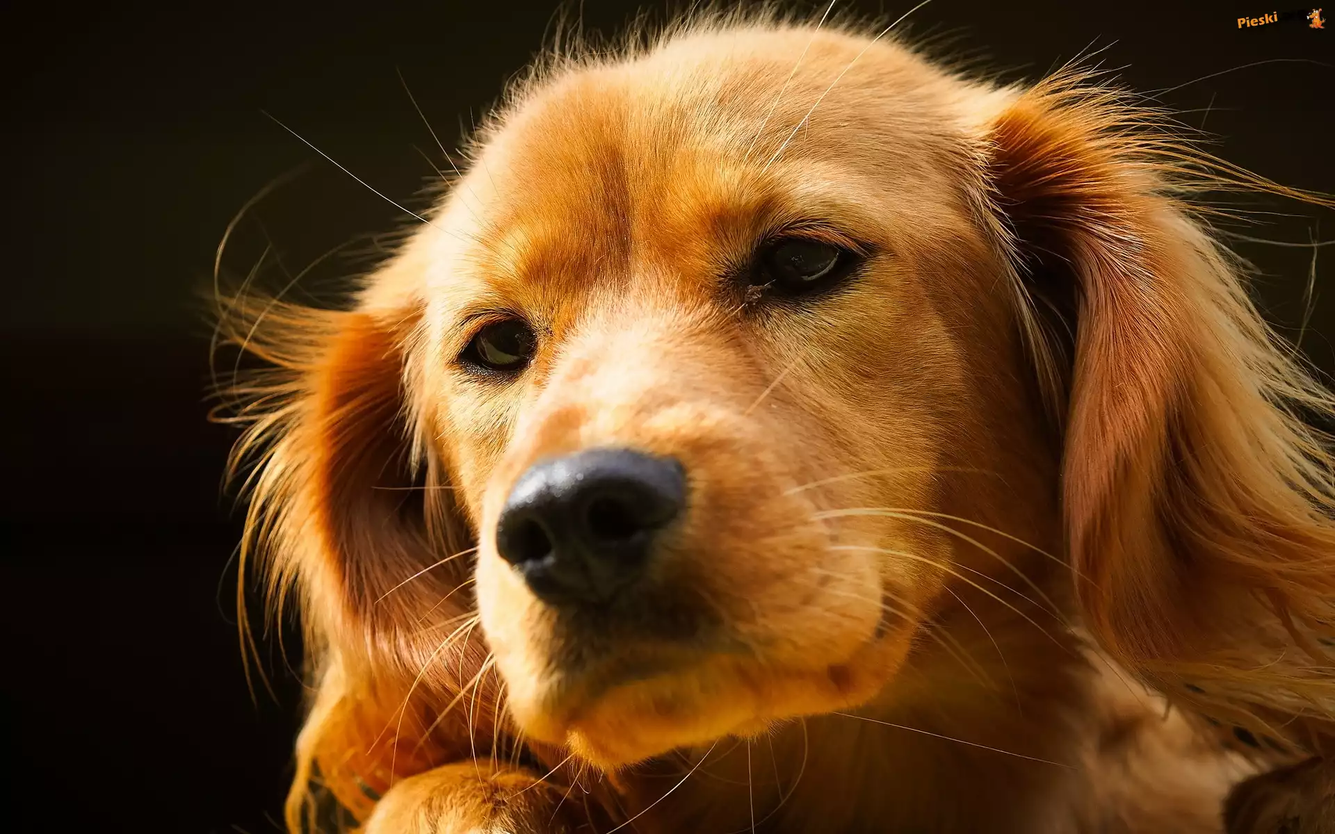 Piesek, Mordka, Golden Retriever