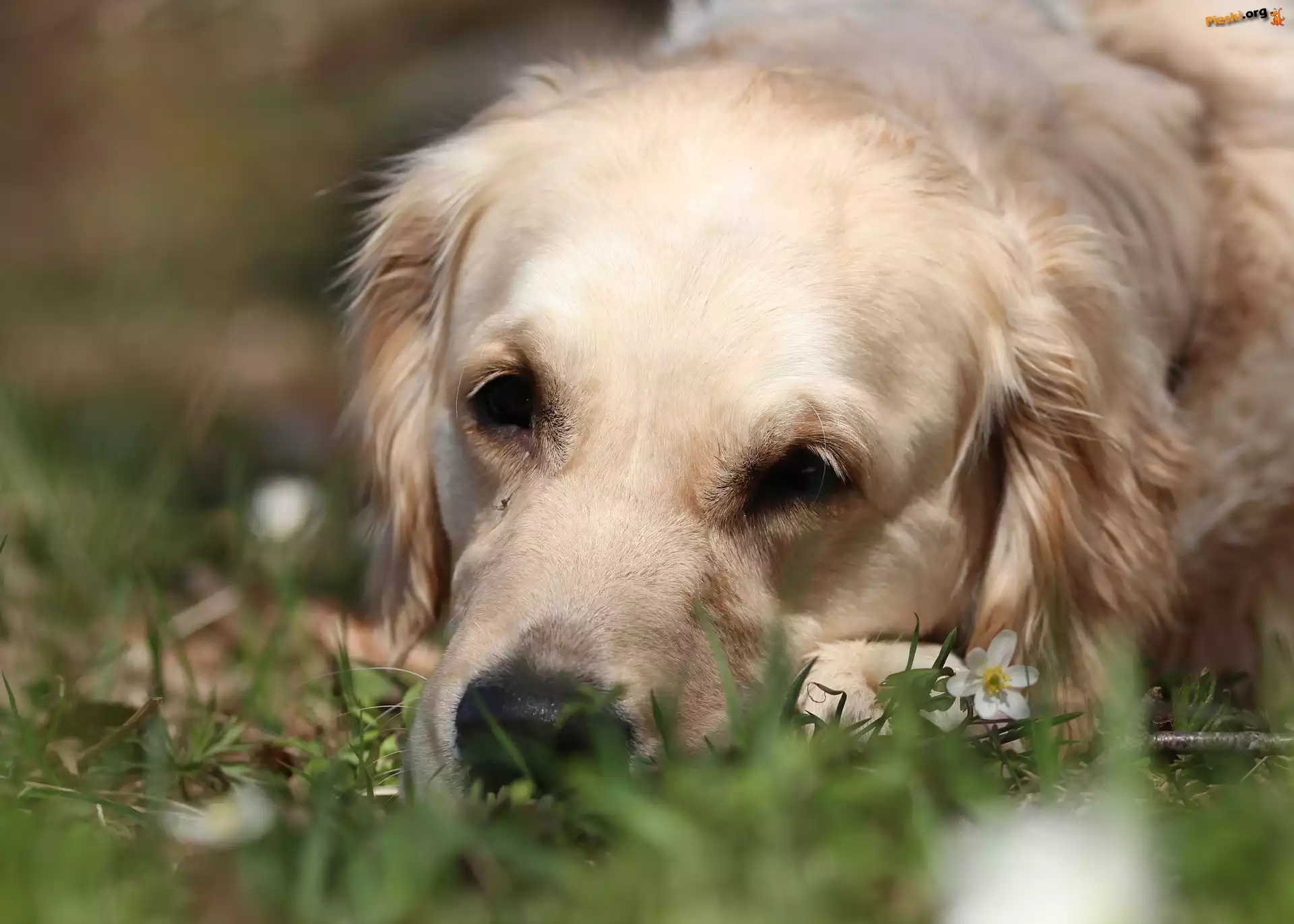 Golden retriever, Biały, Pies, Trawa