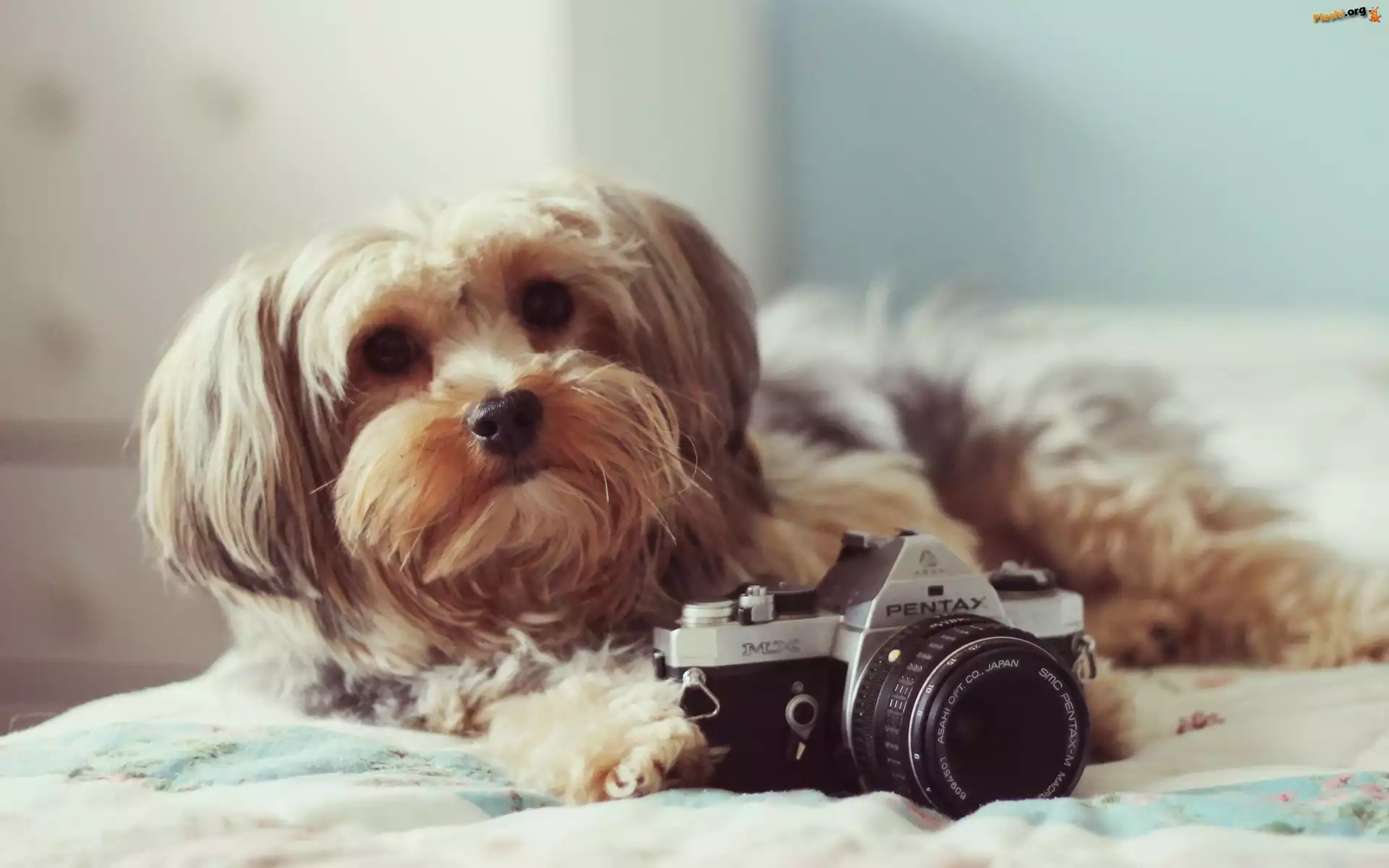 Pentax, Pies, Aparat, Shih Tzu
