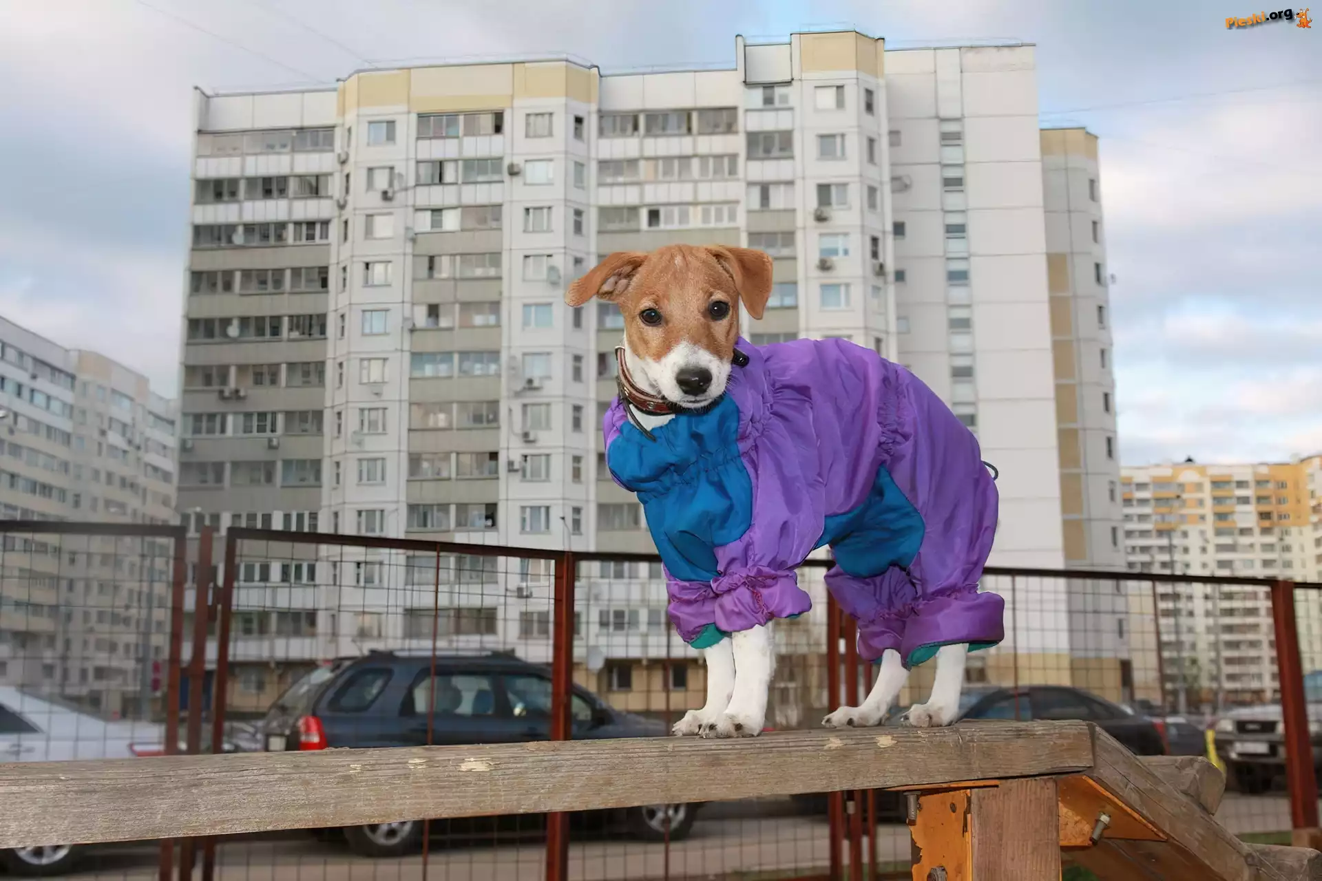 Domy, Ubranko, Parson Russell Terrier