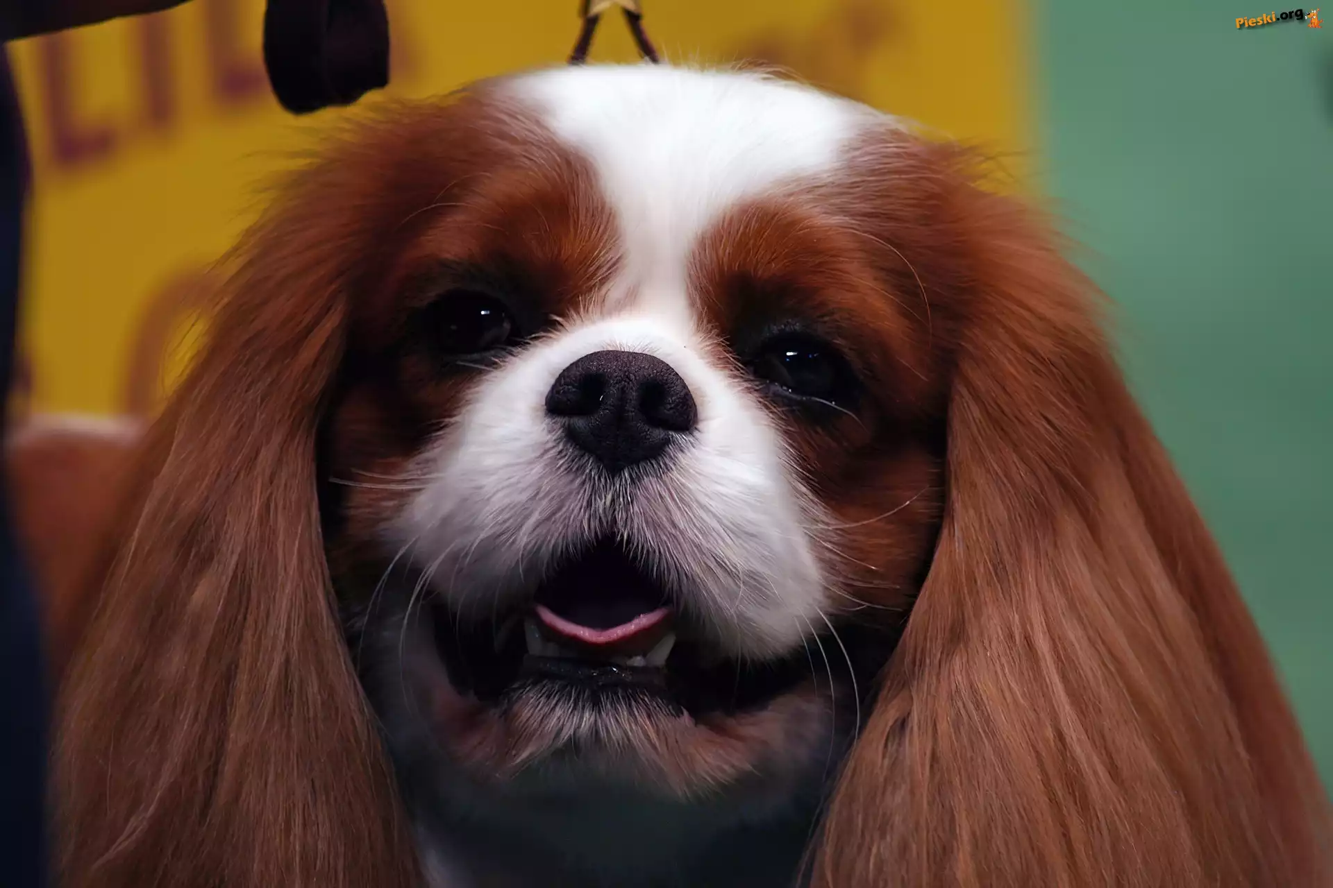 Piesek, Języczek, King Charles Spaniel