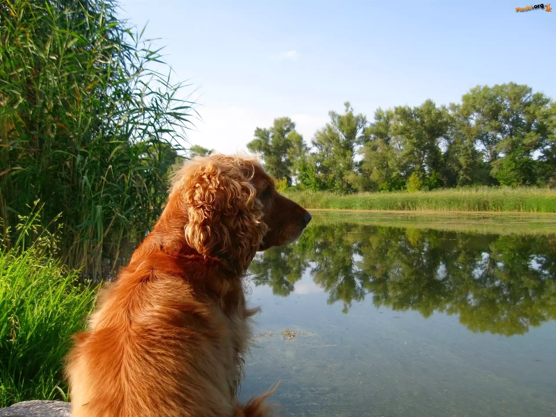 Jeziorko, Spaniel, Cocker