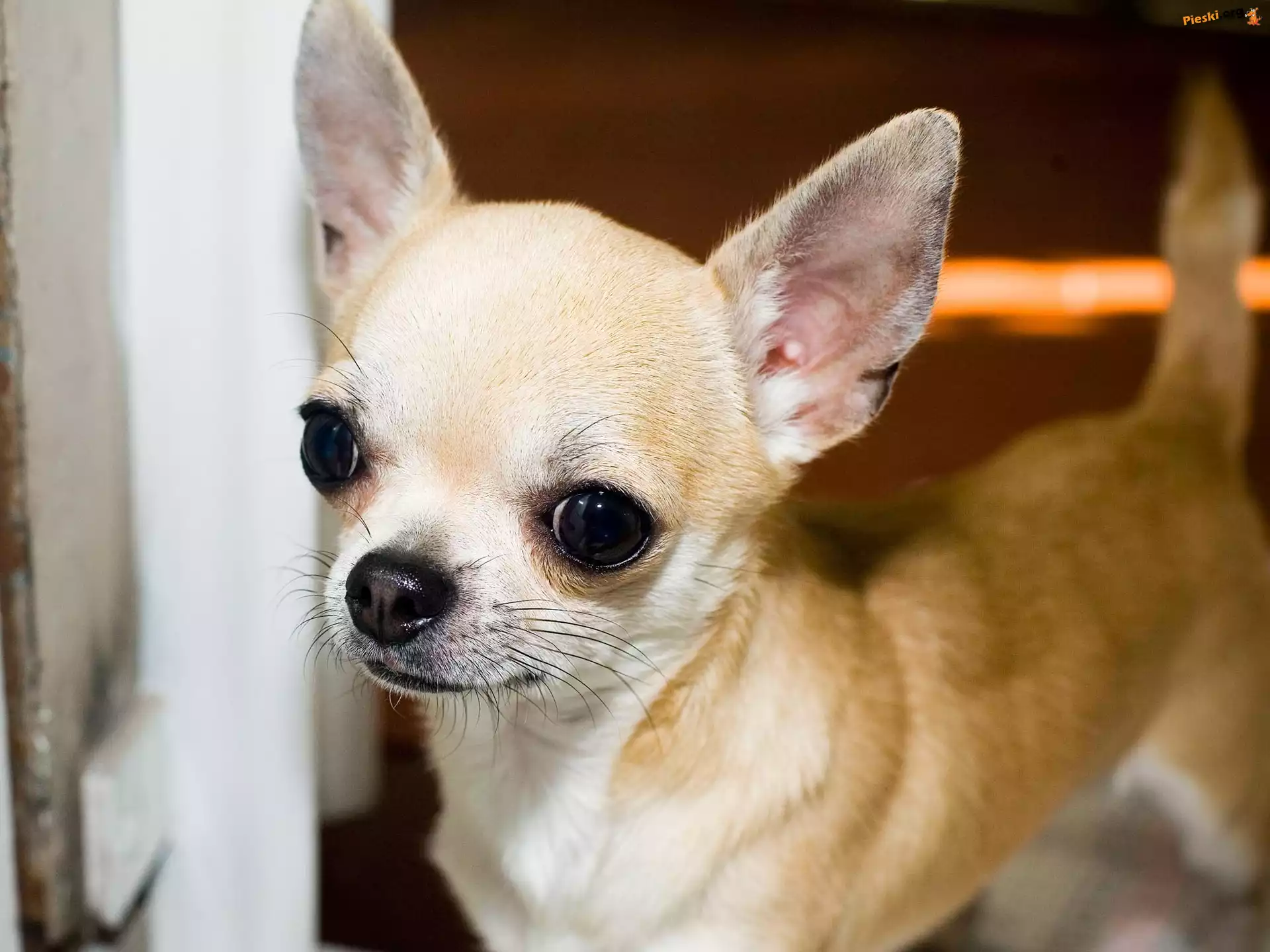 Szczeniak, Chihuahua
