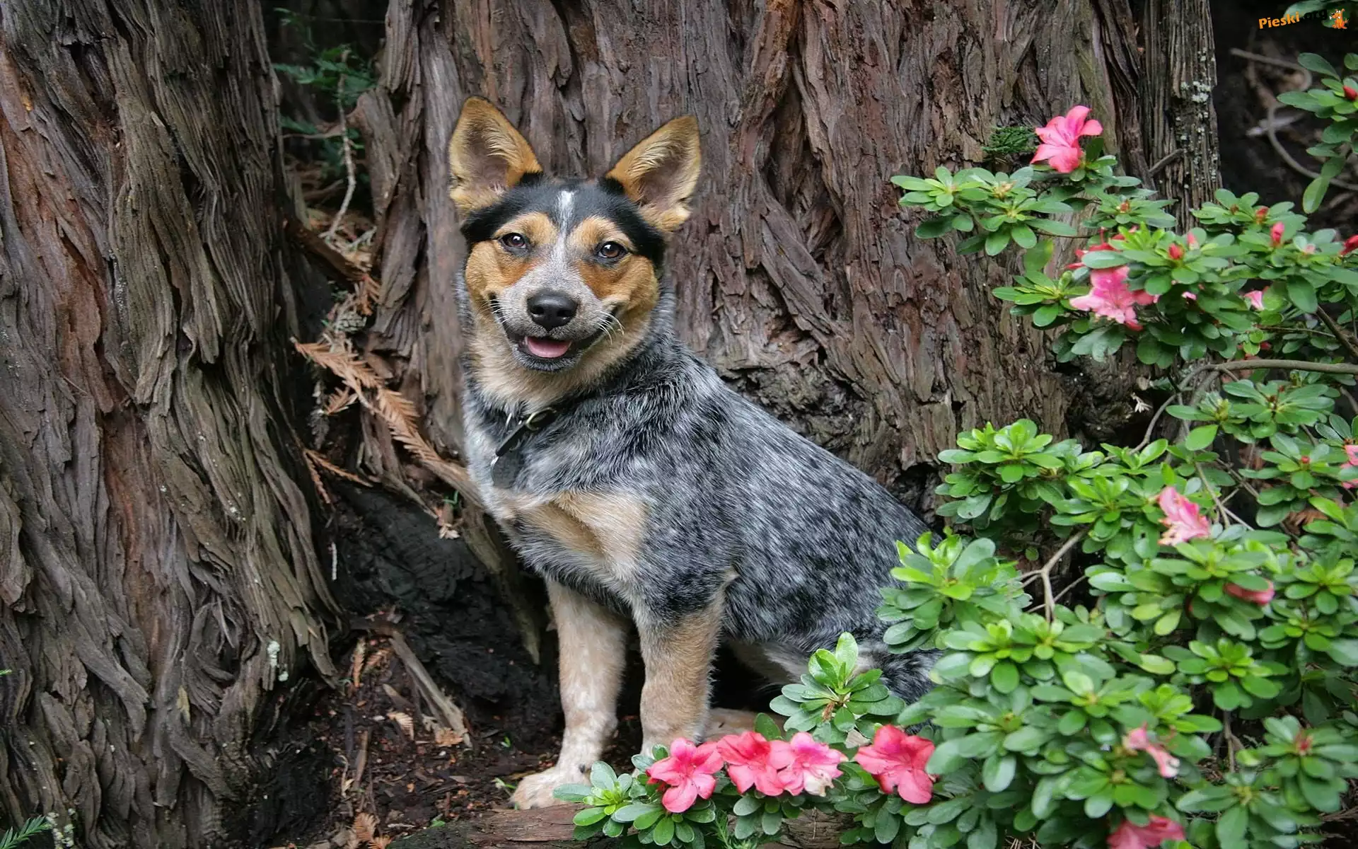 Piesek, Australian cattle dog