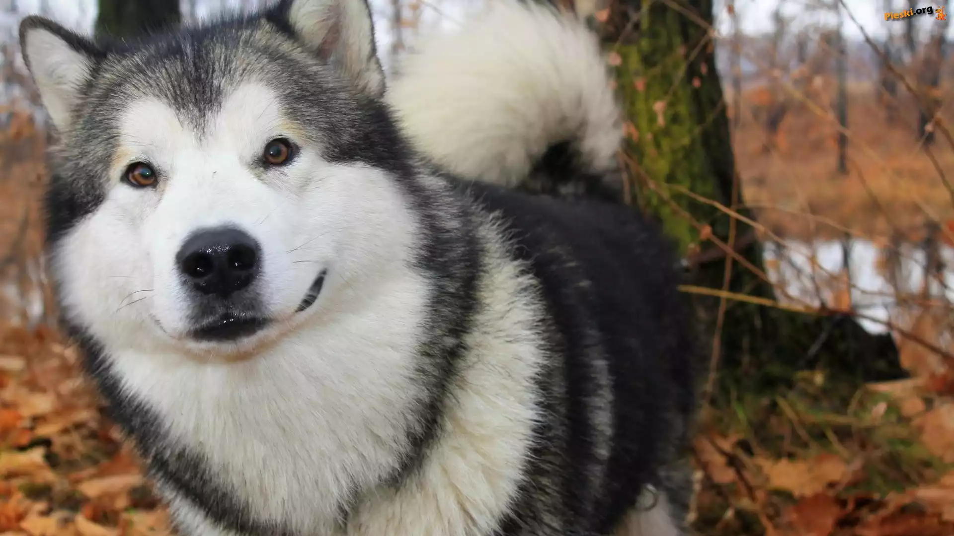Alaskan Malamute