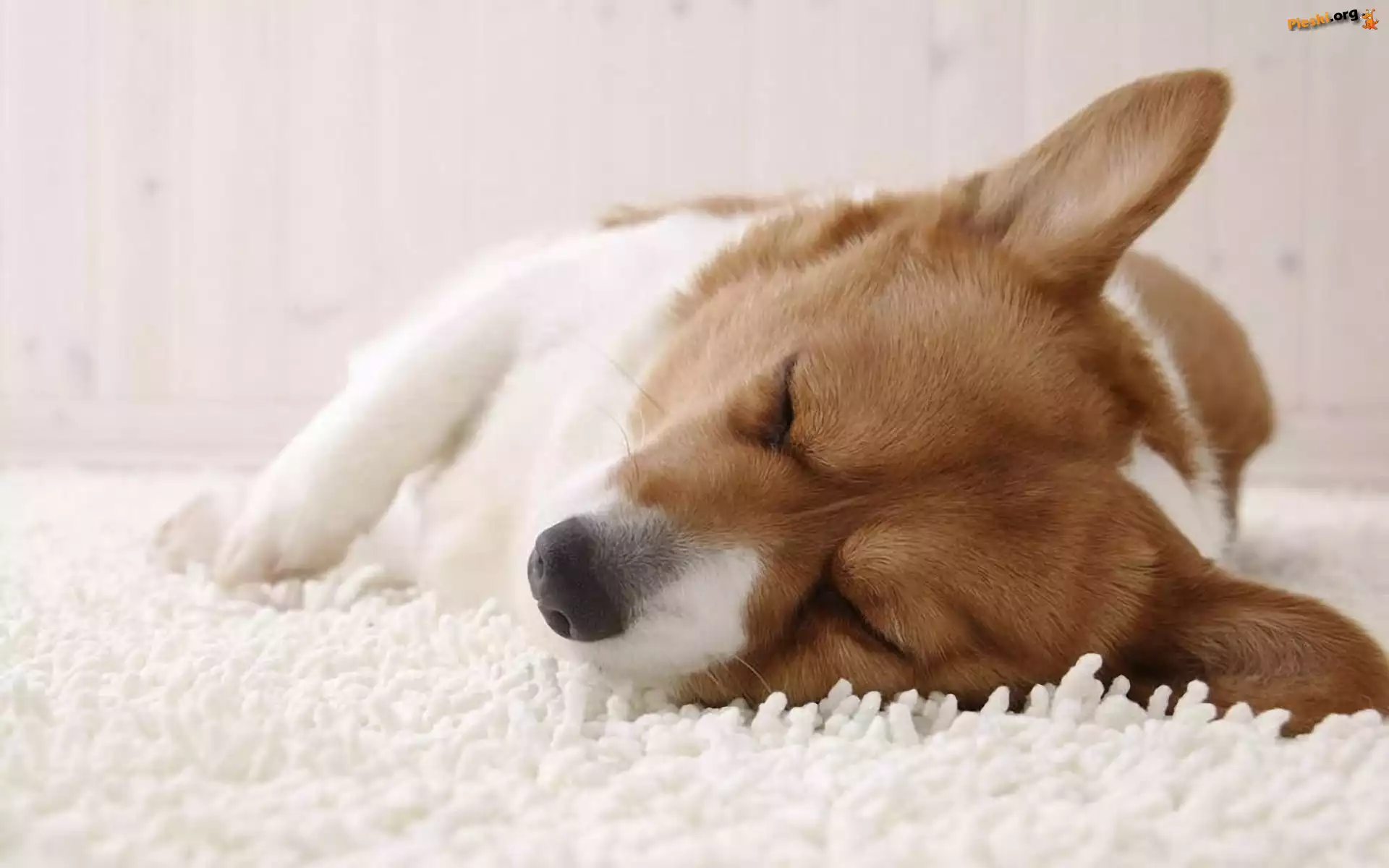 Śpiący, Piesek, Corgi