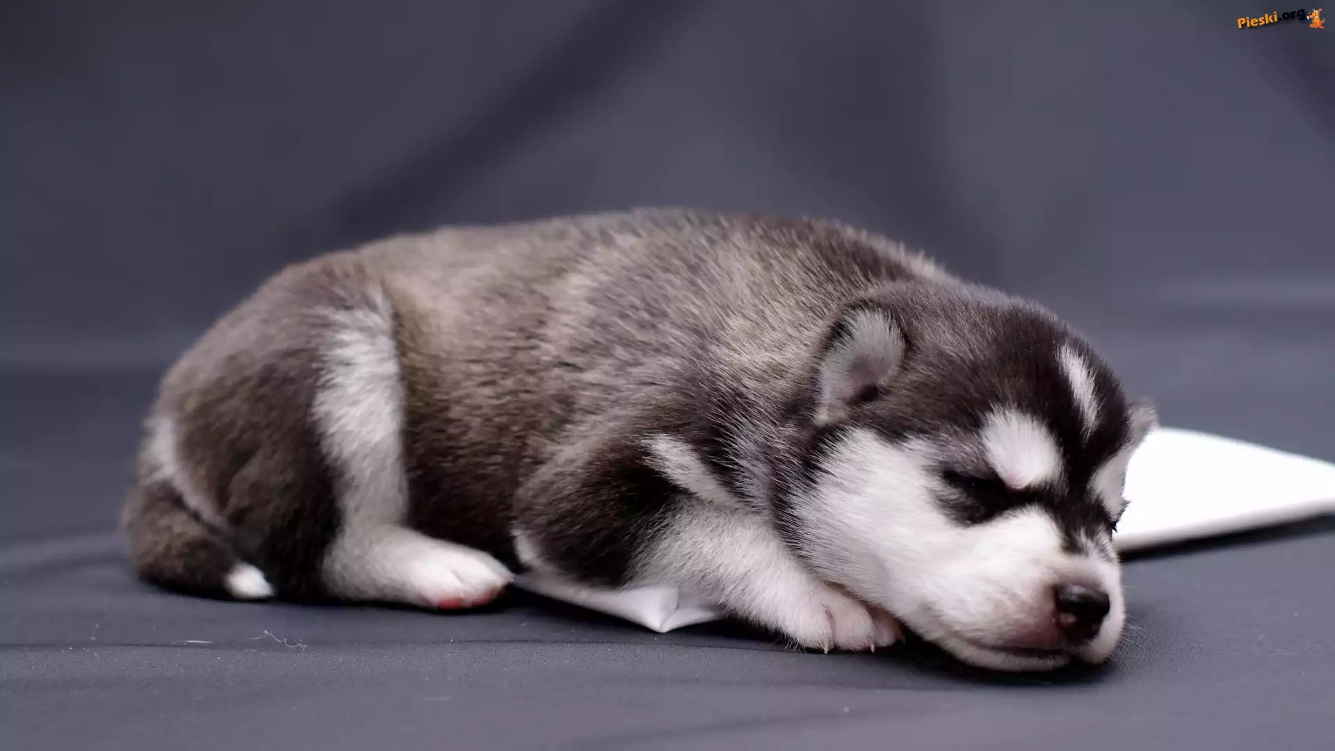Śpiący, Szczeniak, Siberian Husky