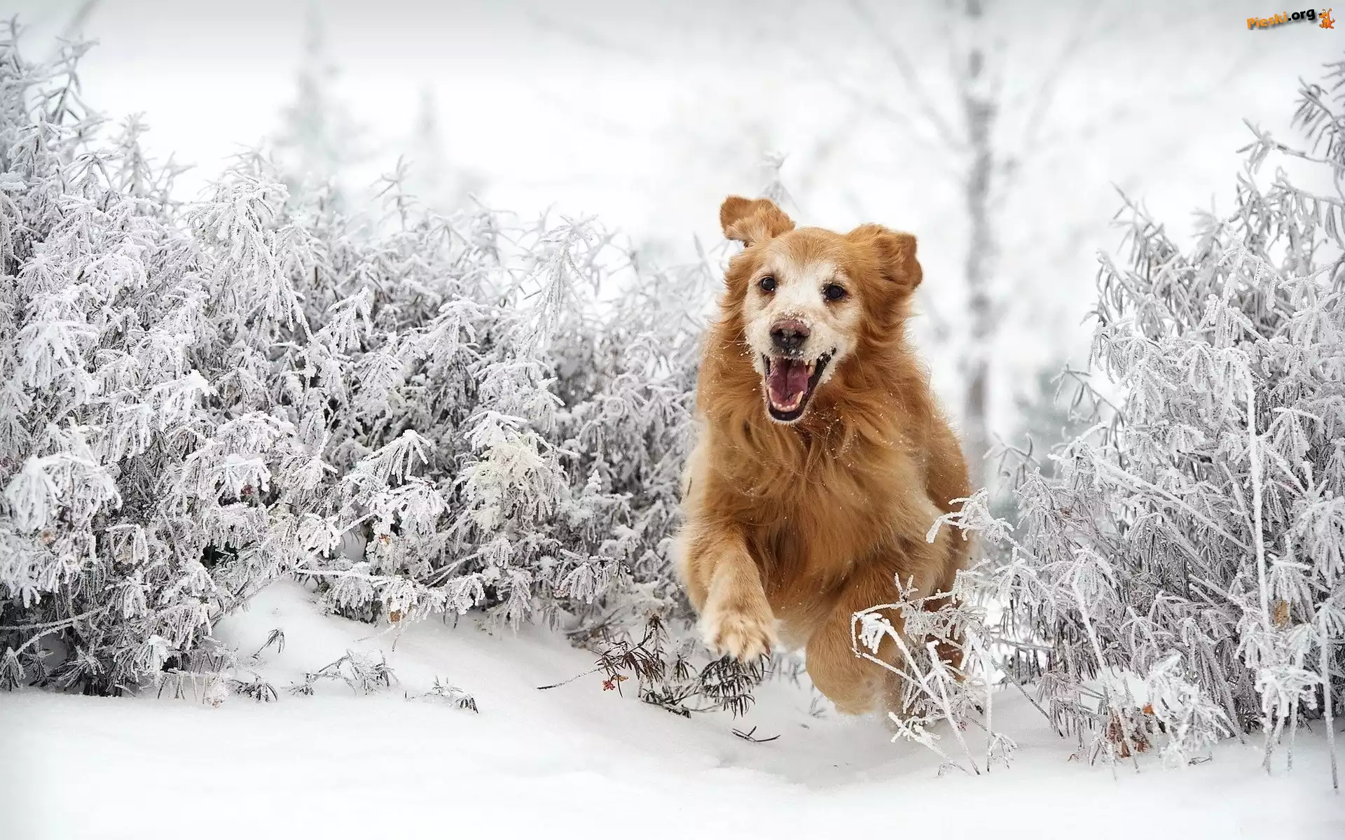Golden Retriever, Bieg, Śnieg