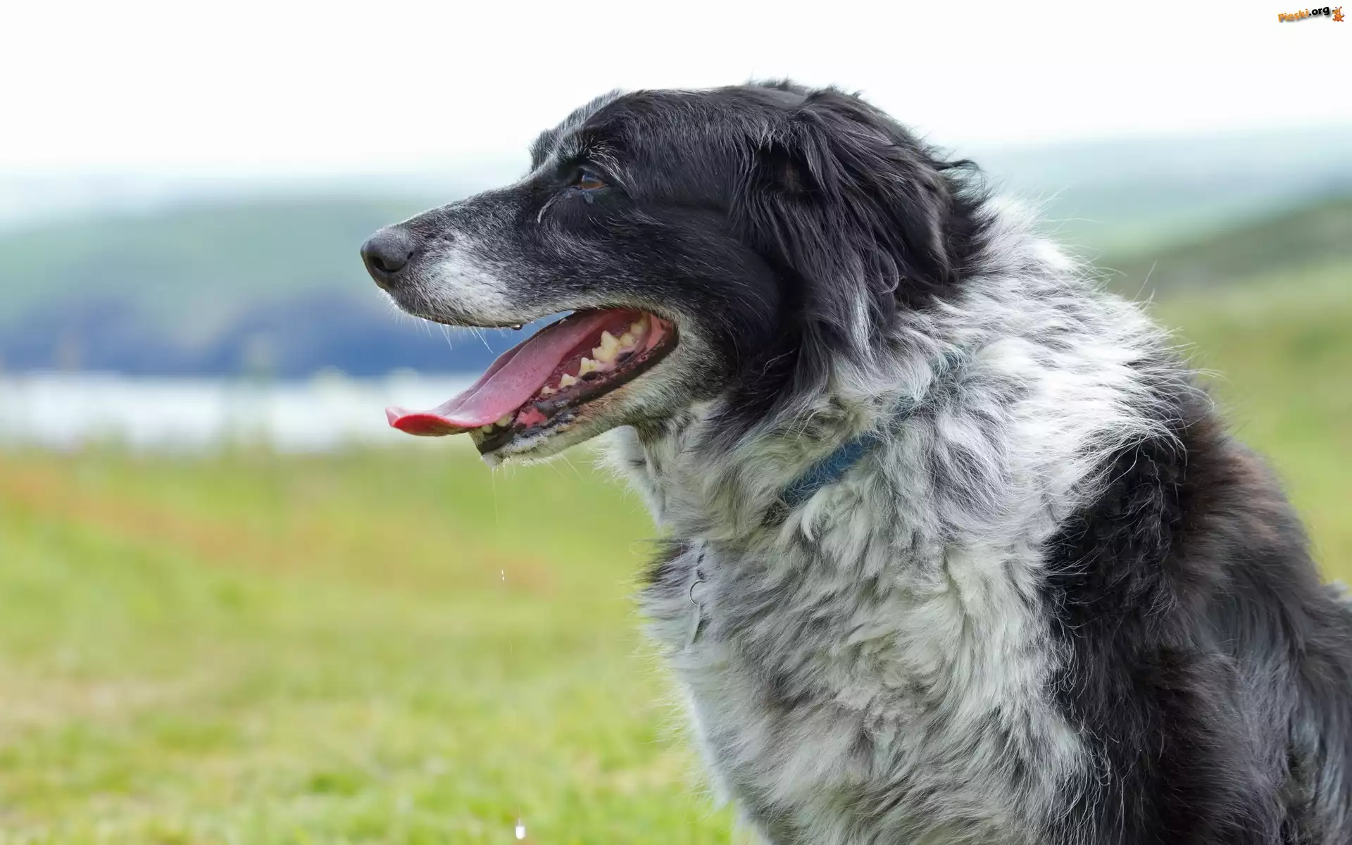 Border, Collie, Rzeka