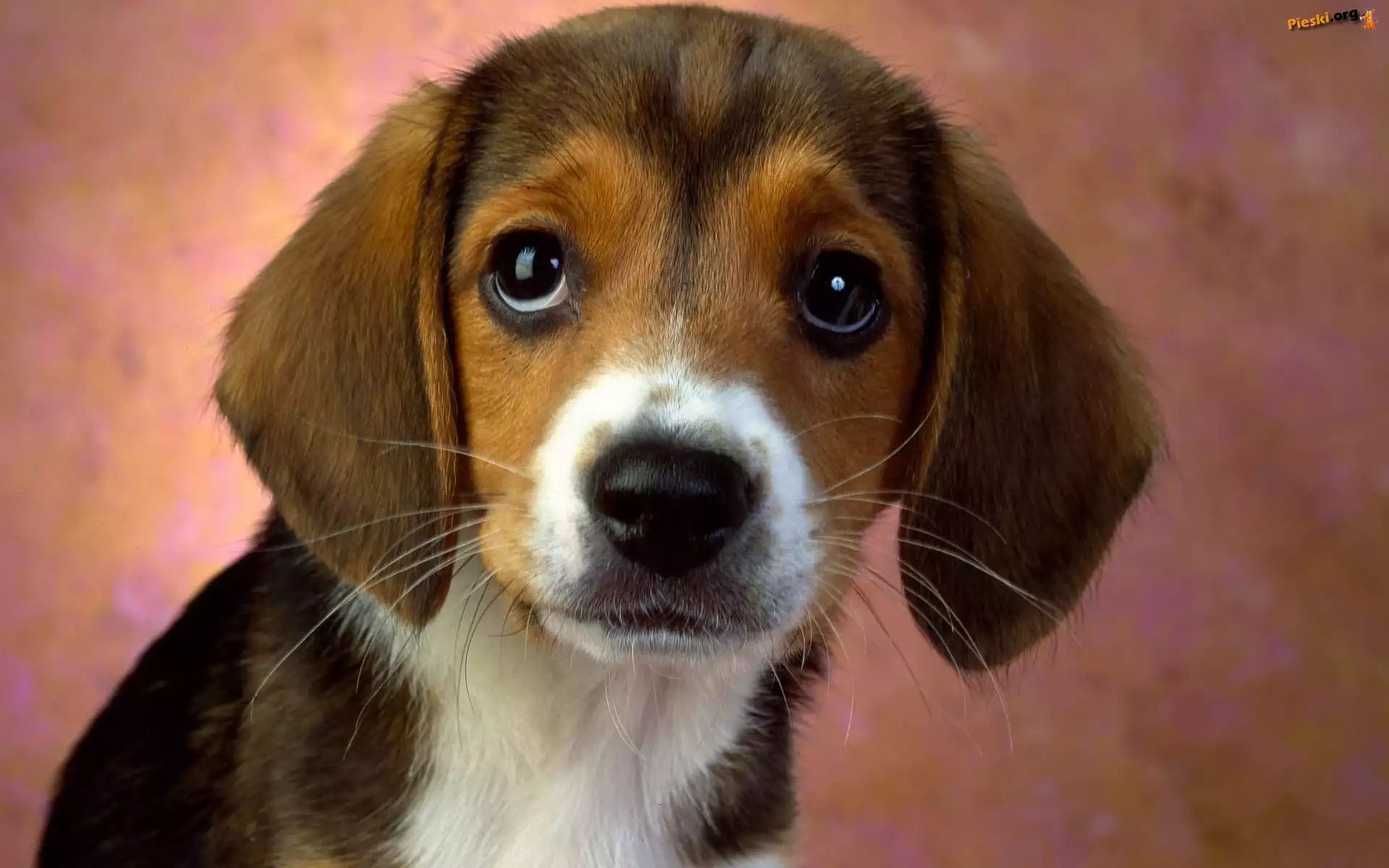Beagle, Portret