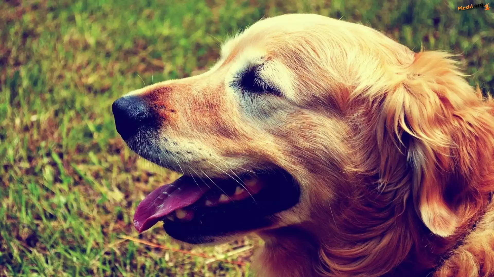 Golden Retriever, Pyszczek, Język