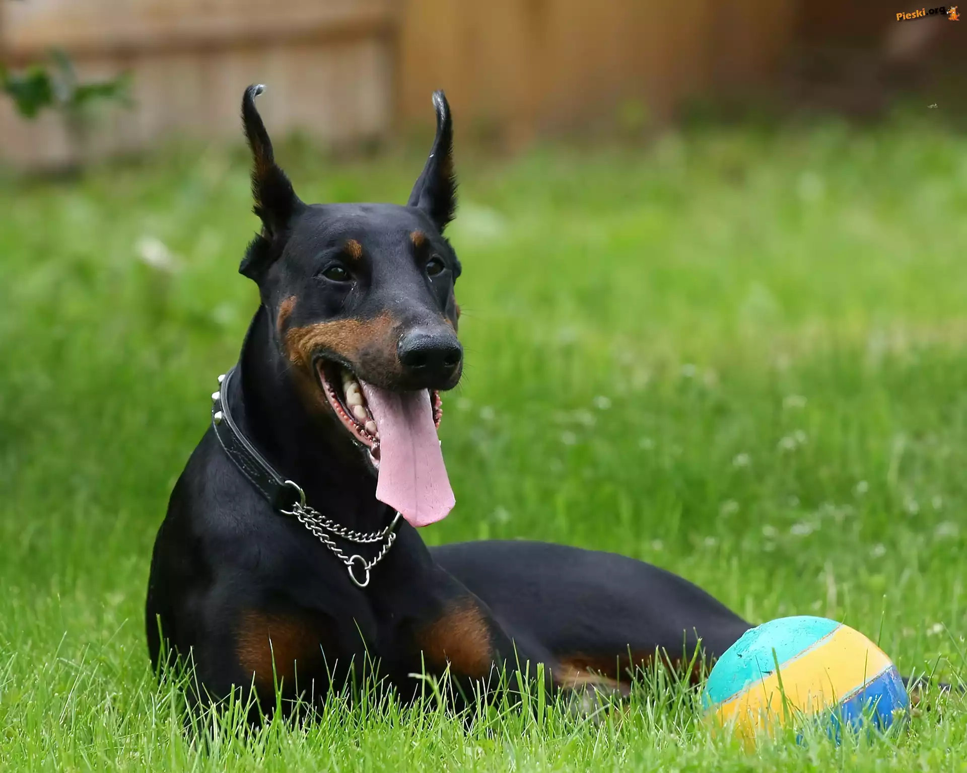Doberman, Łąka, Język, Czarny, Pies, Piłka