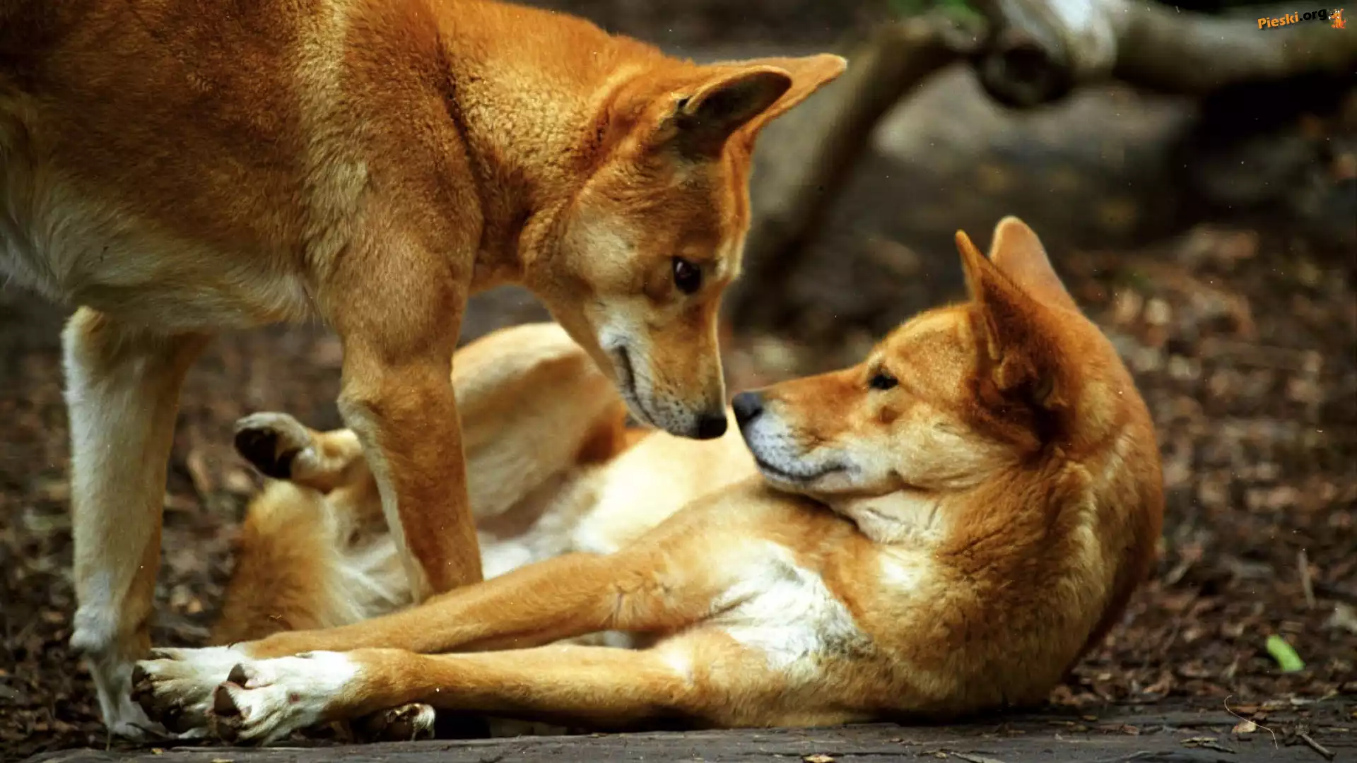 Dwa, Pieski, Dingo