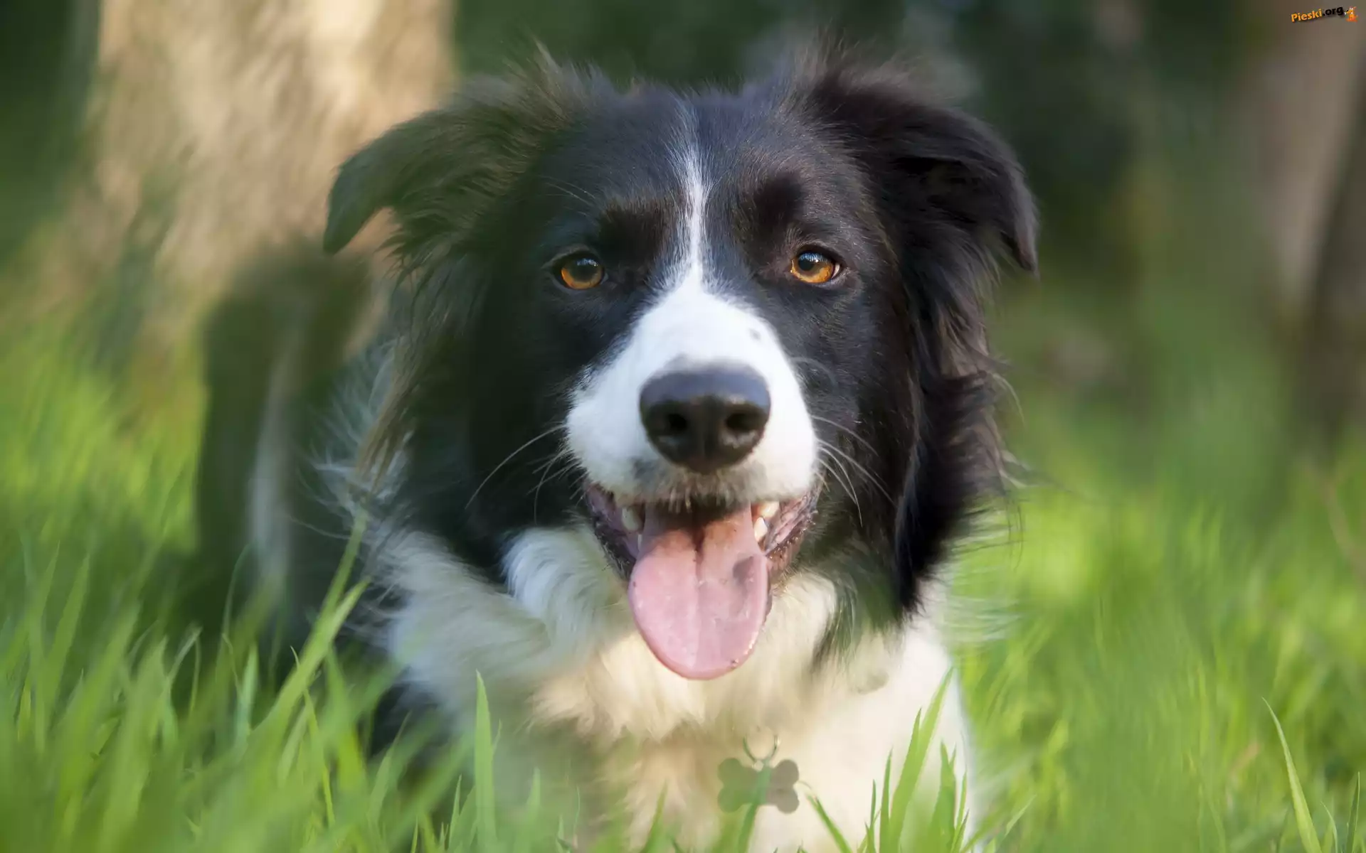 Łąka, Border, Collie, Trawa