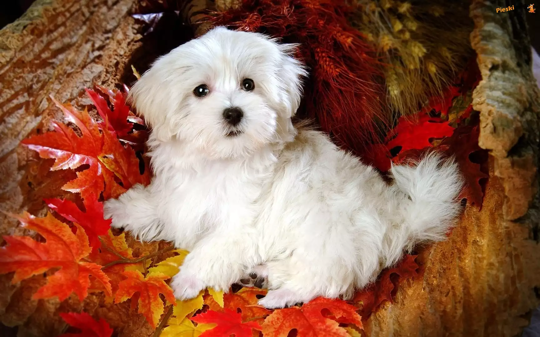 Bichon Frise, Liście