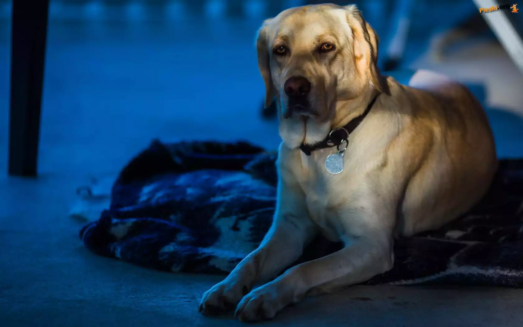 Labrador Retriever, Pies, Posłanie
