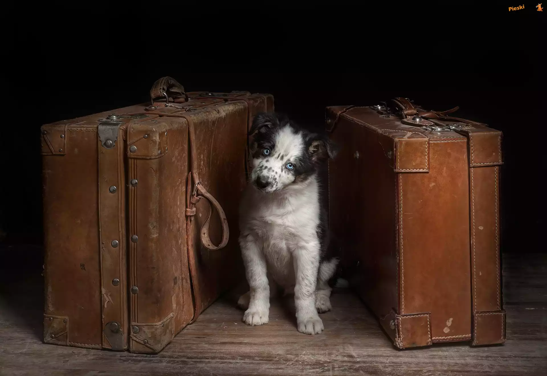 Walizki, Pies, Owczarek australijski-australian shepherd