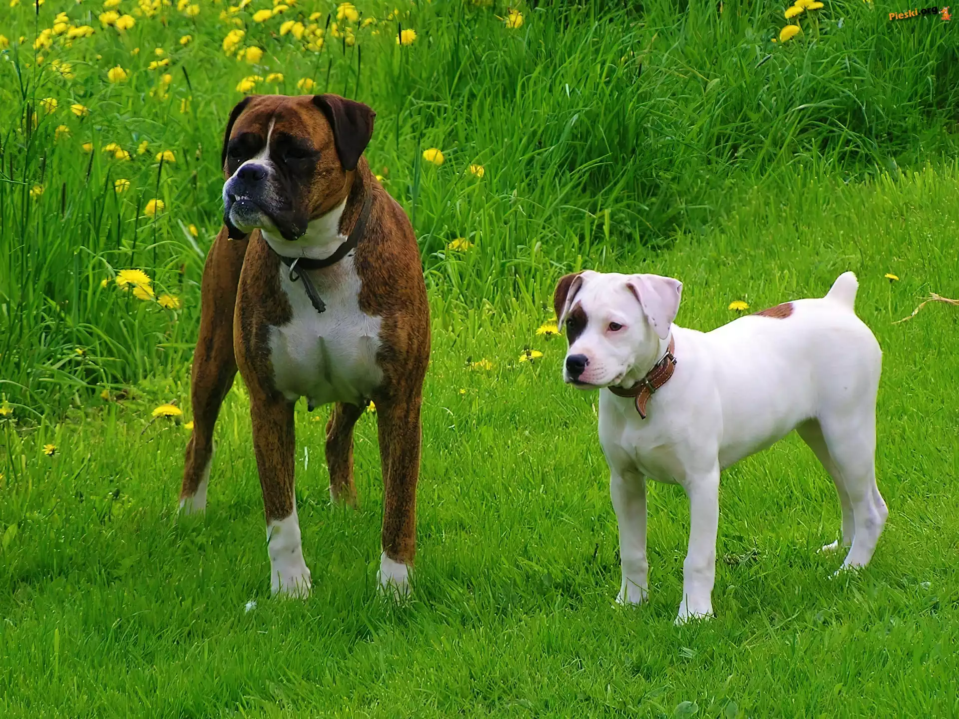 Amstaff, Bokser, Dwa, Psy