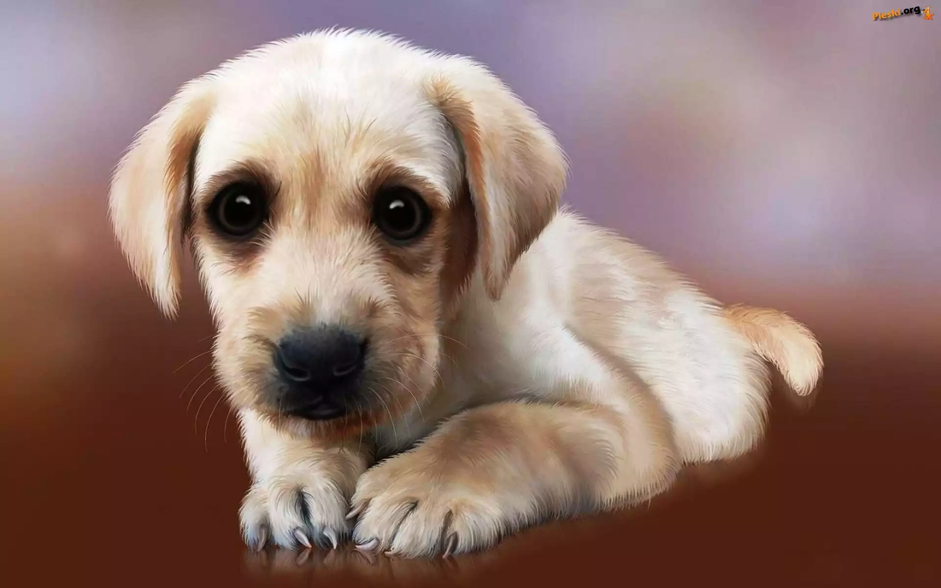 Szczeniaczek, Pazurki, Golden retriever