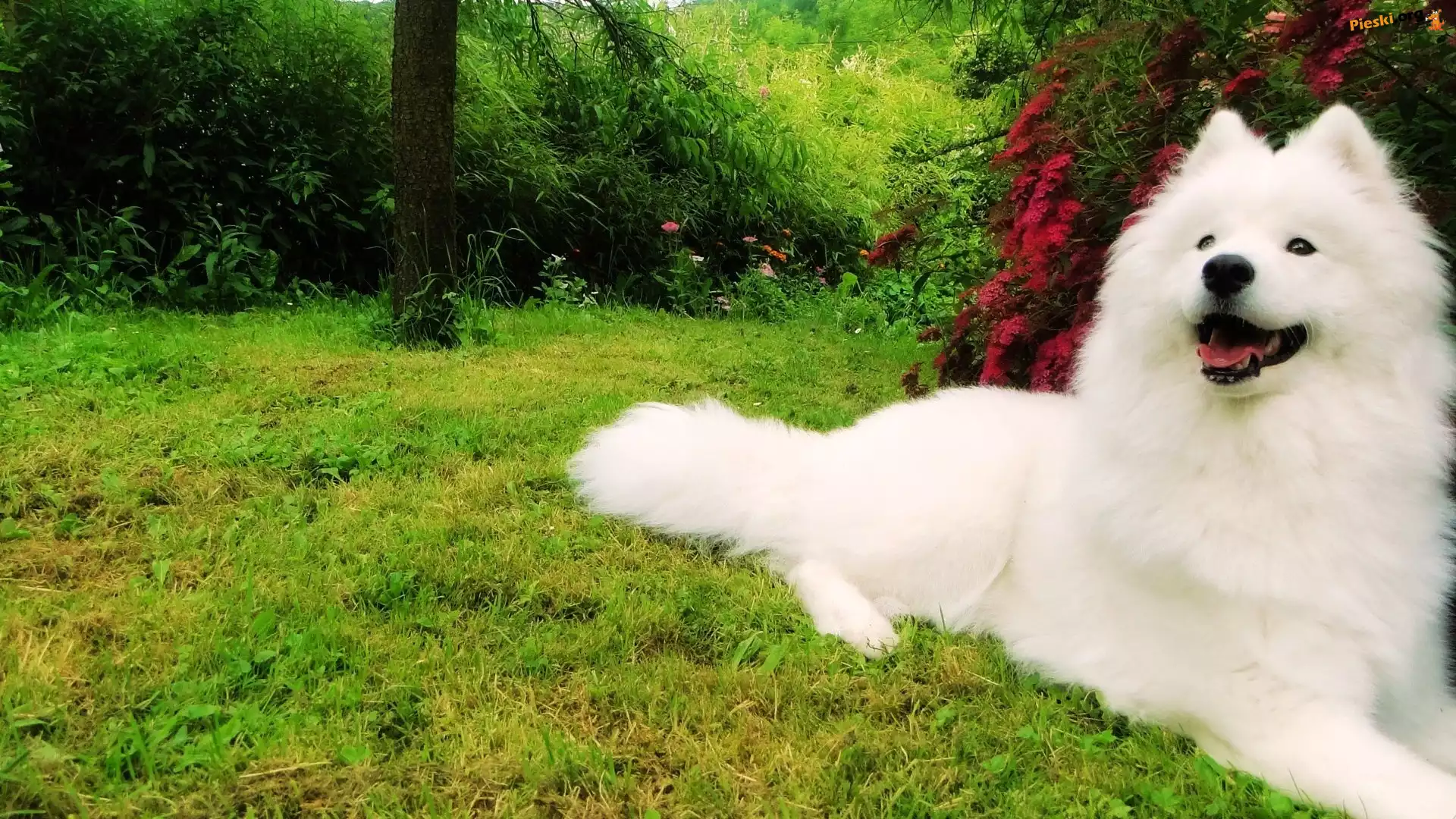 Samojed, Ogród