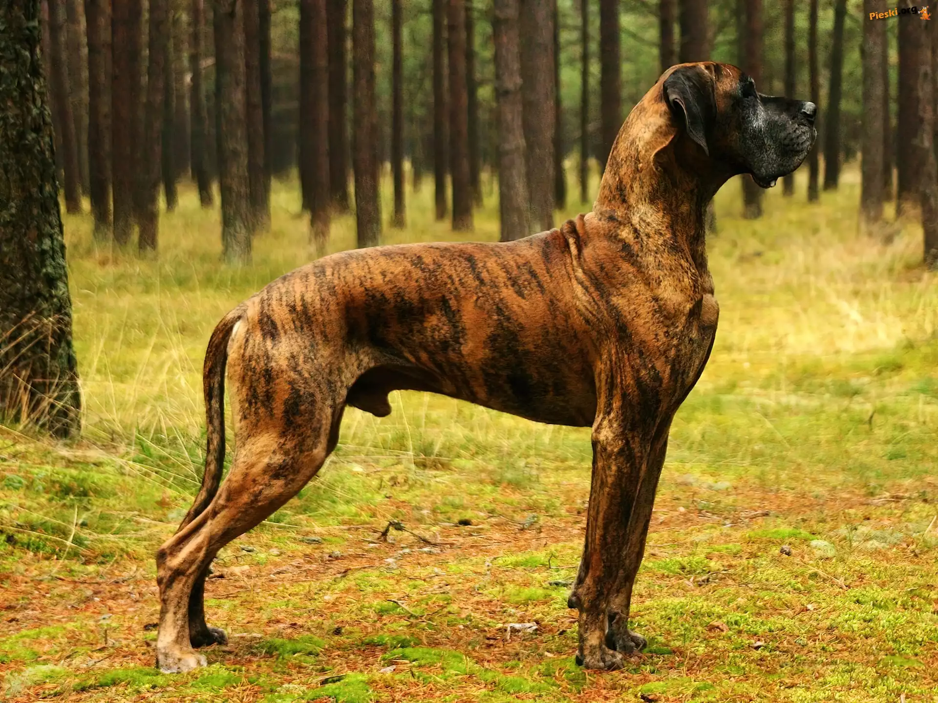 Pnie, Dog, Pręgowany, Niemiecki, Drzew