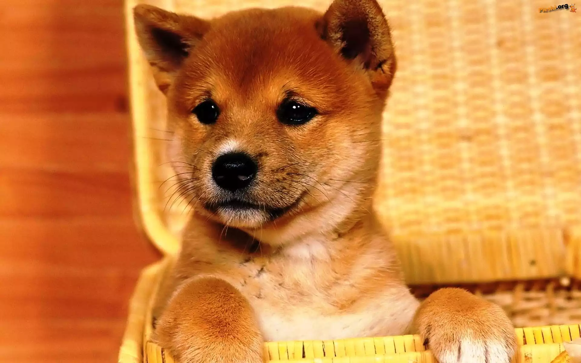 Szczeniak, Shiba Inu, Kosz