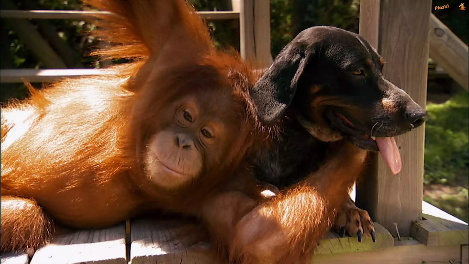 Orangutan, Pies, Przyjaciele
