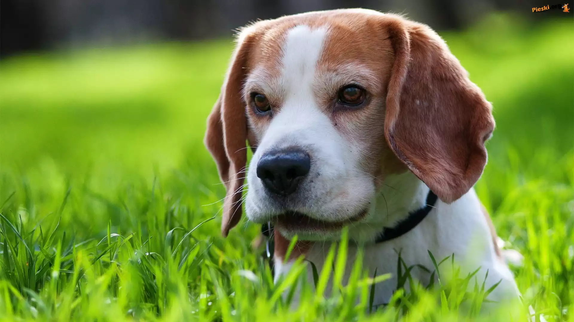 Beagle, Obroża, Trawa