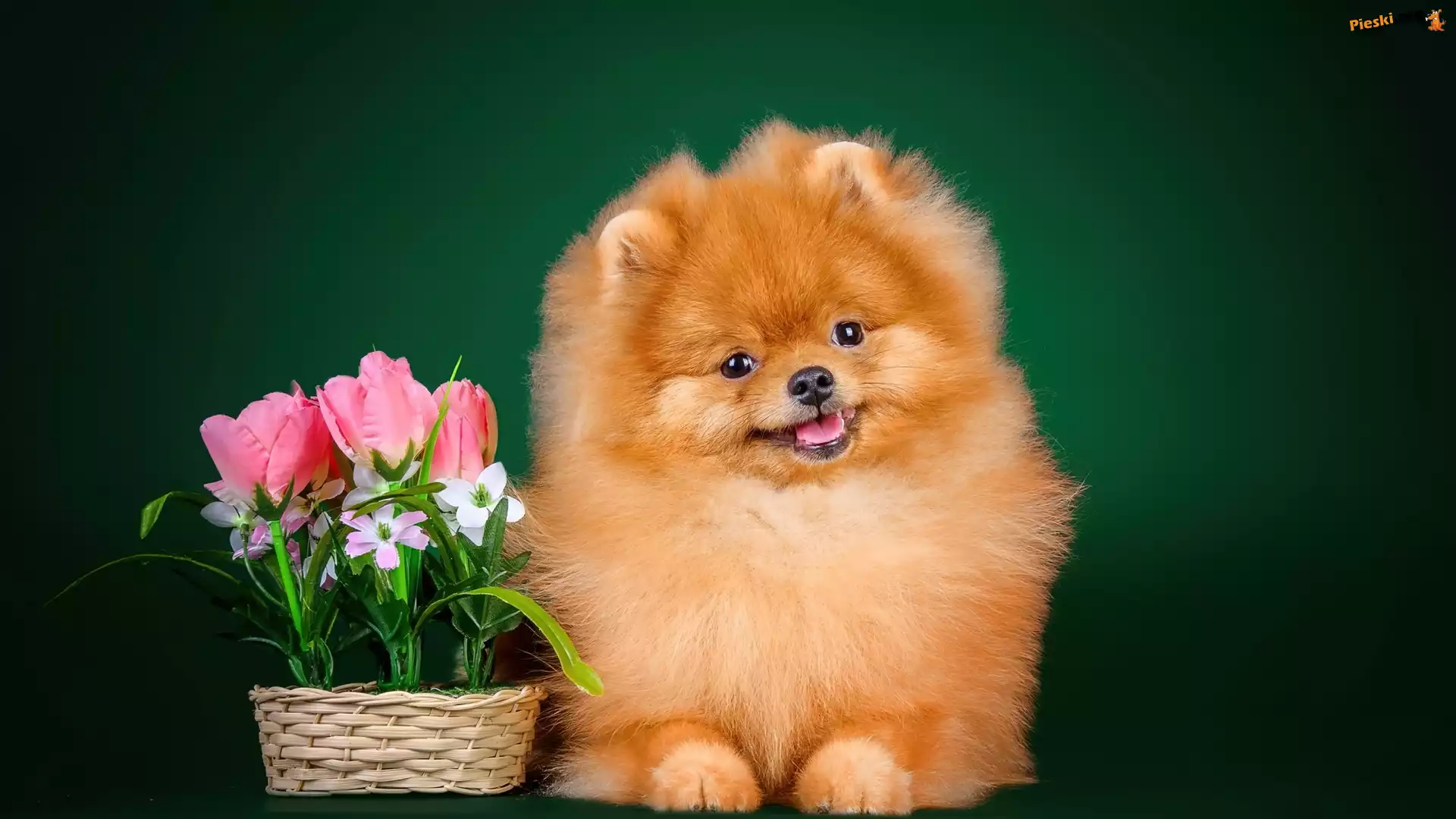 Piesek, Pomeranian, Tulipany, Szpic miniaturowy, Koszyk