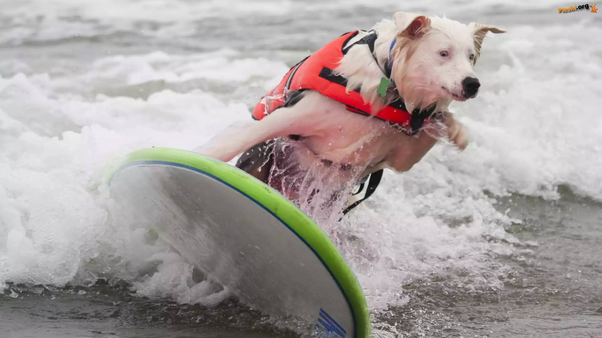 Pies, Surfing