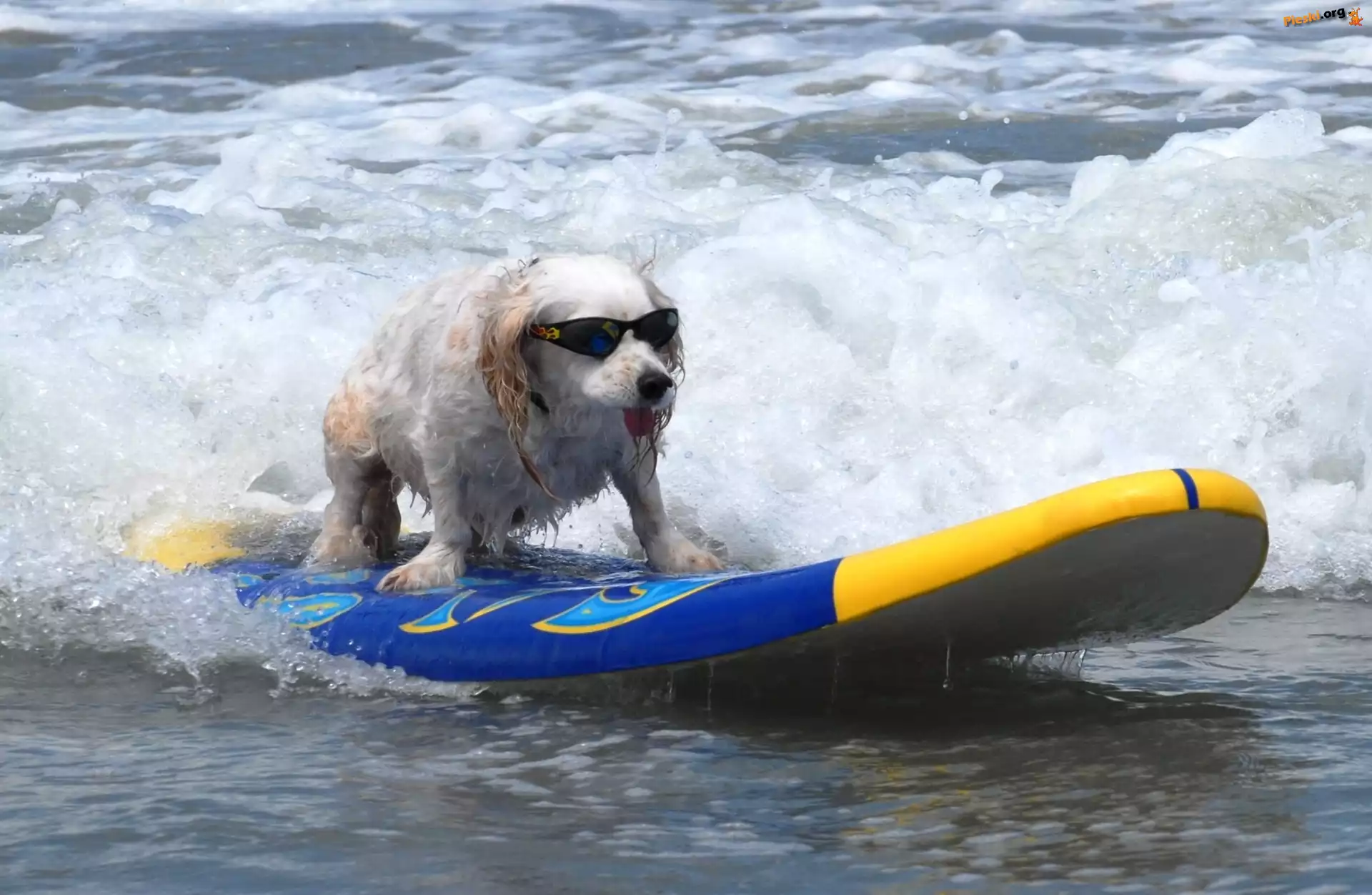 Morze, Piesek, Okulary, Surfing