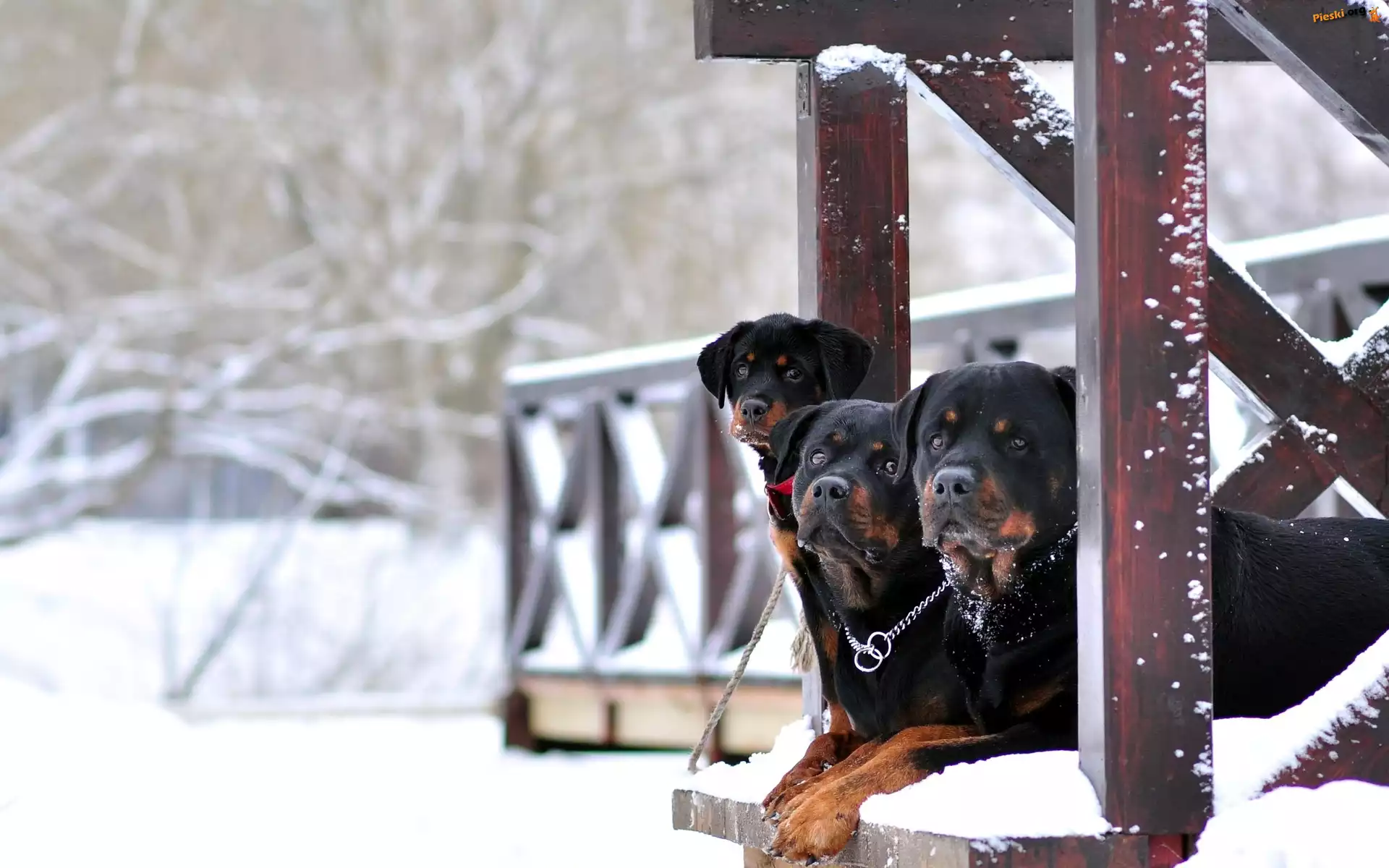 Zima, Trzy, Rottweilery, Weranda