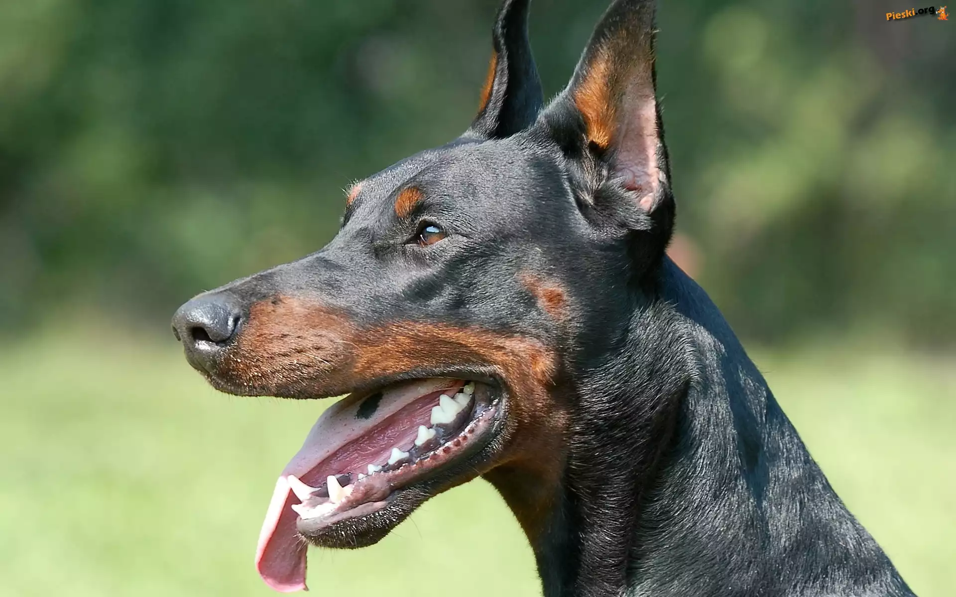 Pies, Doberman