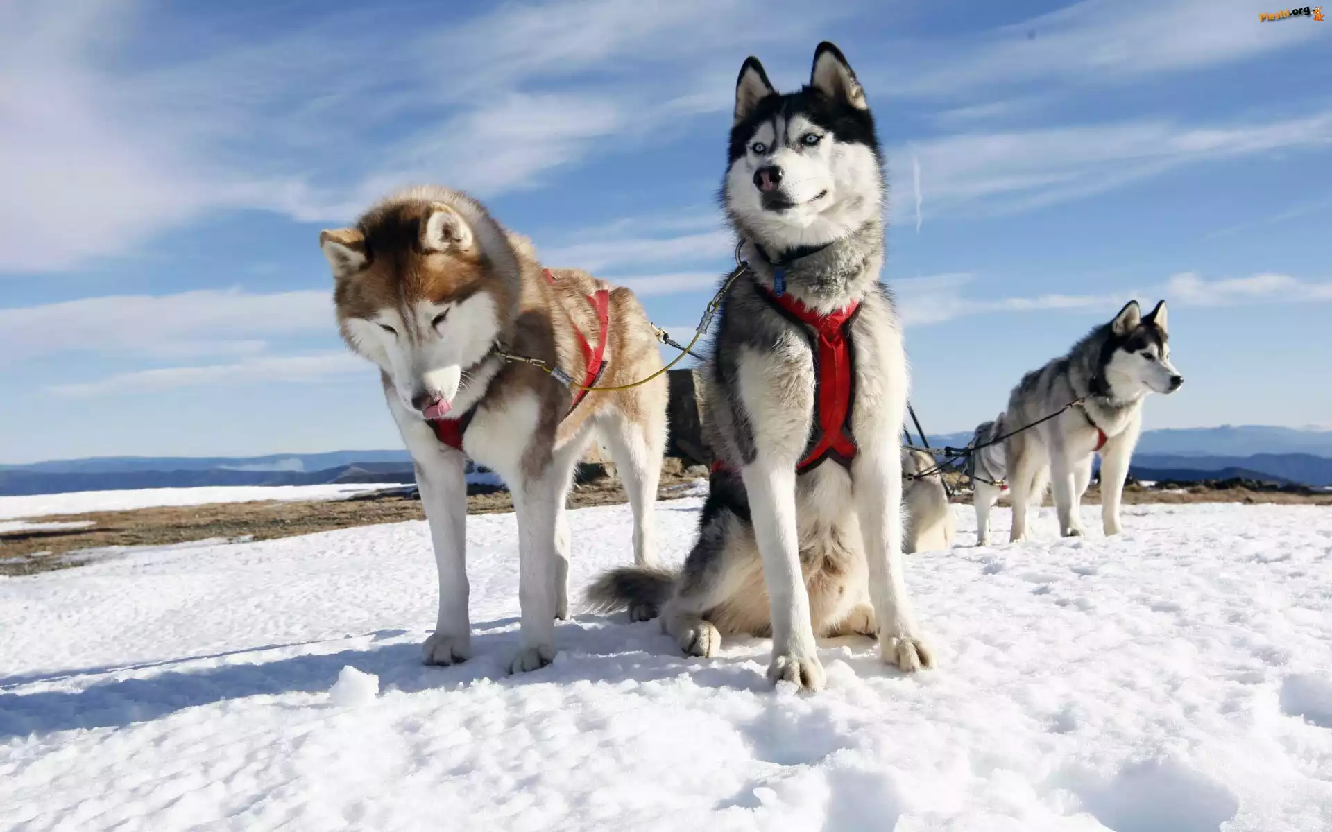 Psy, Góry, Sanie, Husky, Zaprzeg, Zima