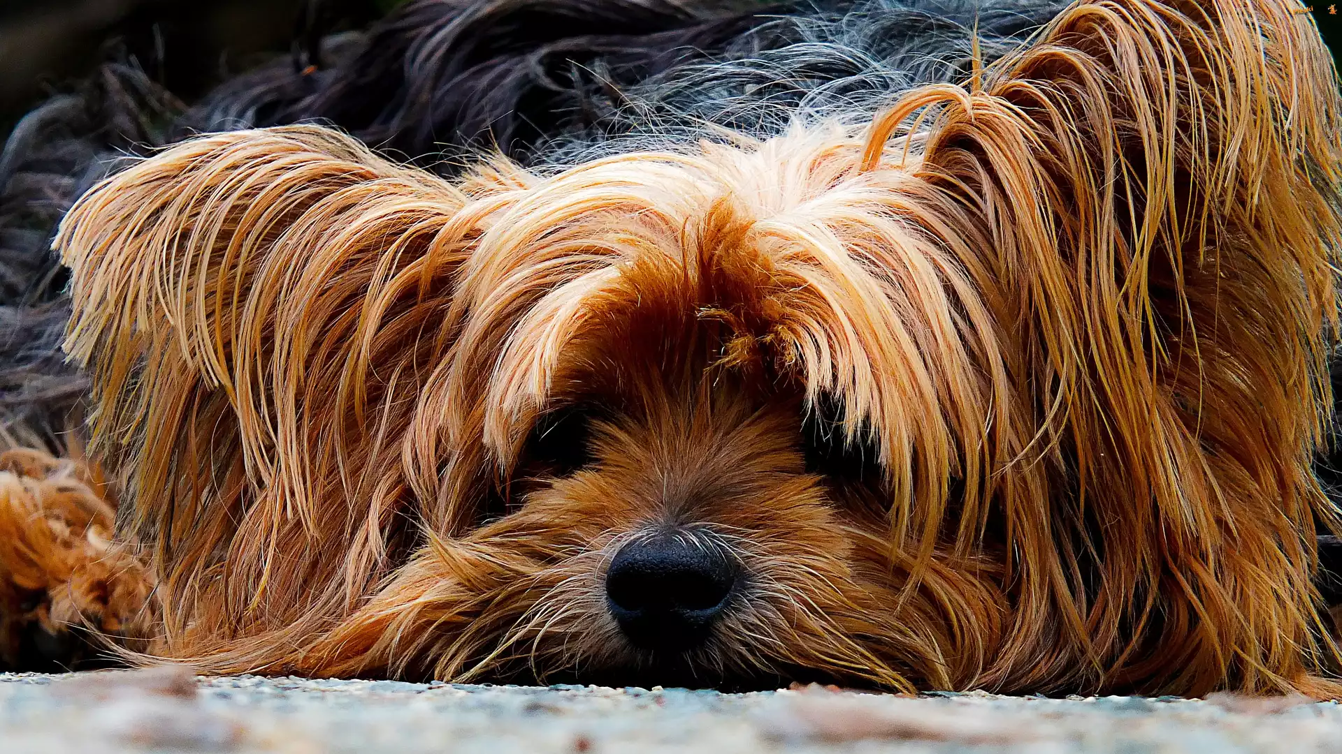 Yorkshire, Smutny, Piesek, Terrier