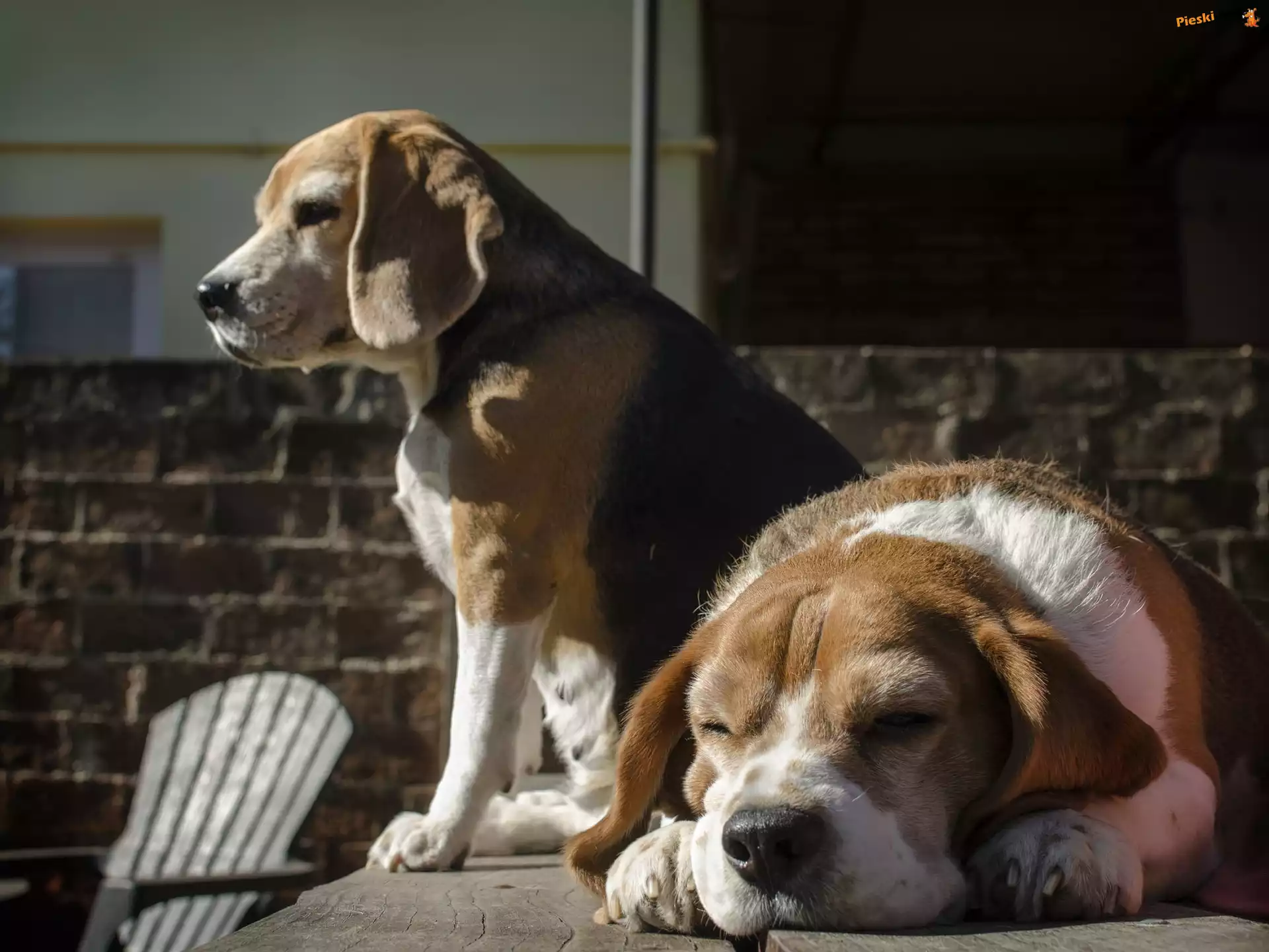 Psy, Beagle