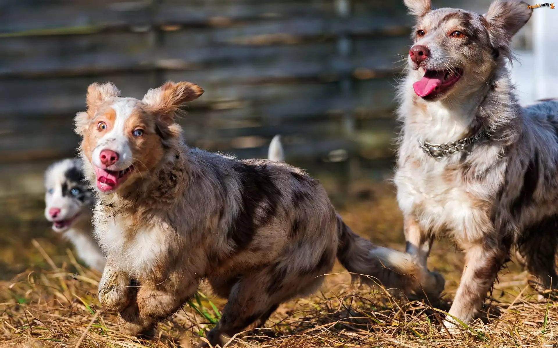 Owczarki australijskie, Australian shepherd
