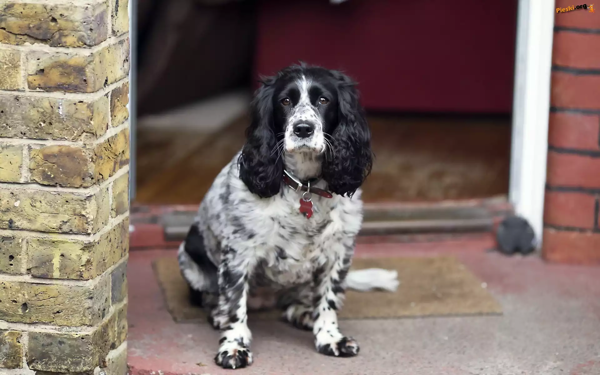 Fasada, Spaniel, Cocker, Angielski, Domu
