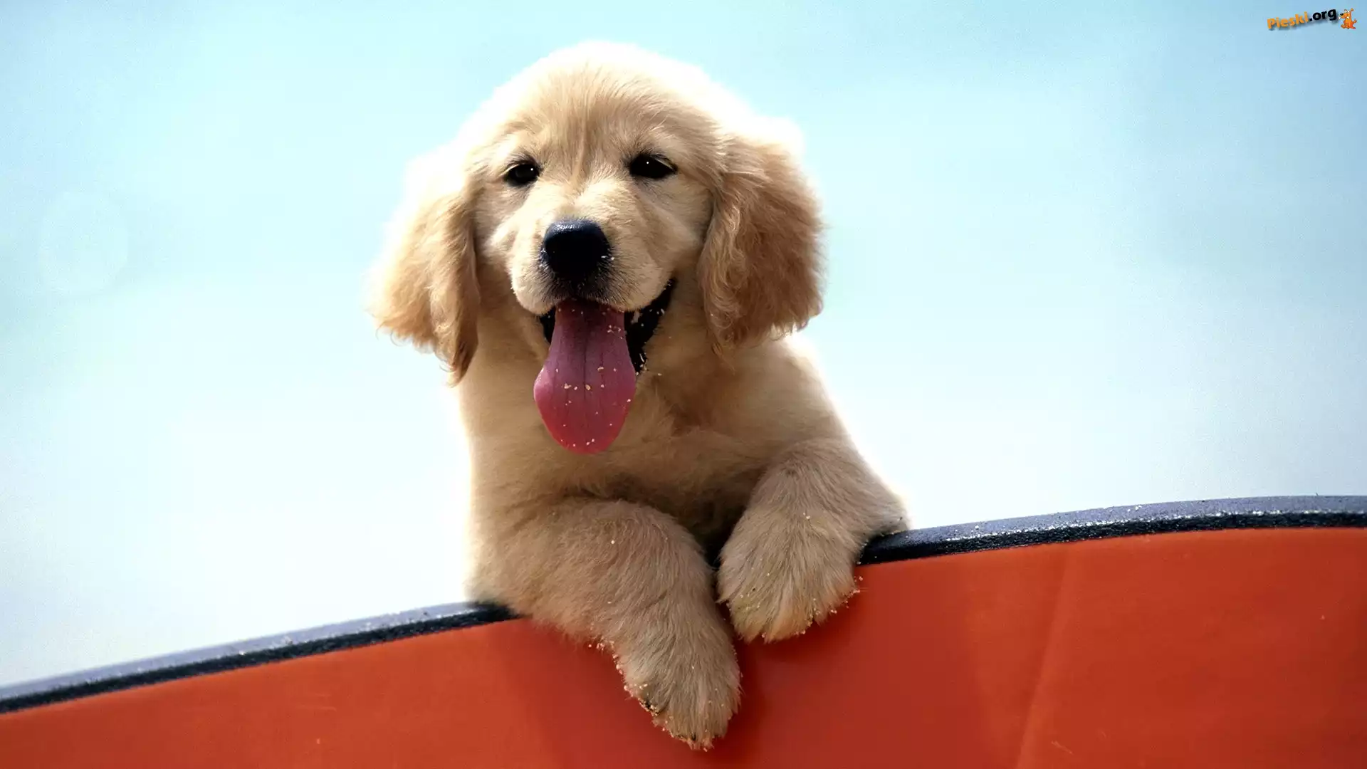 Szczeniak, Golden Retriever