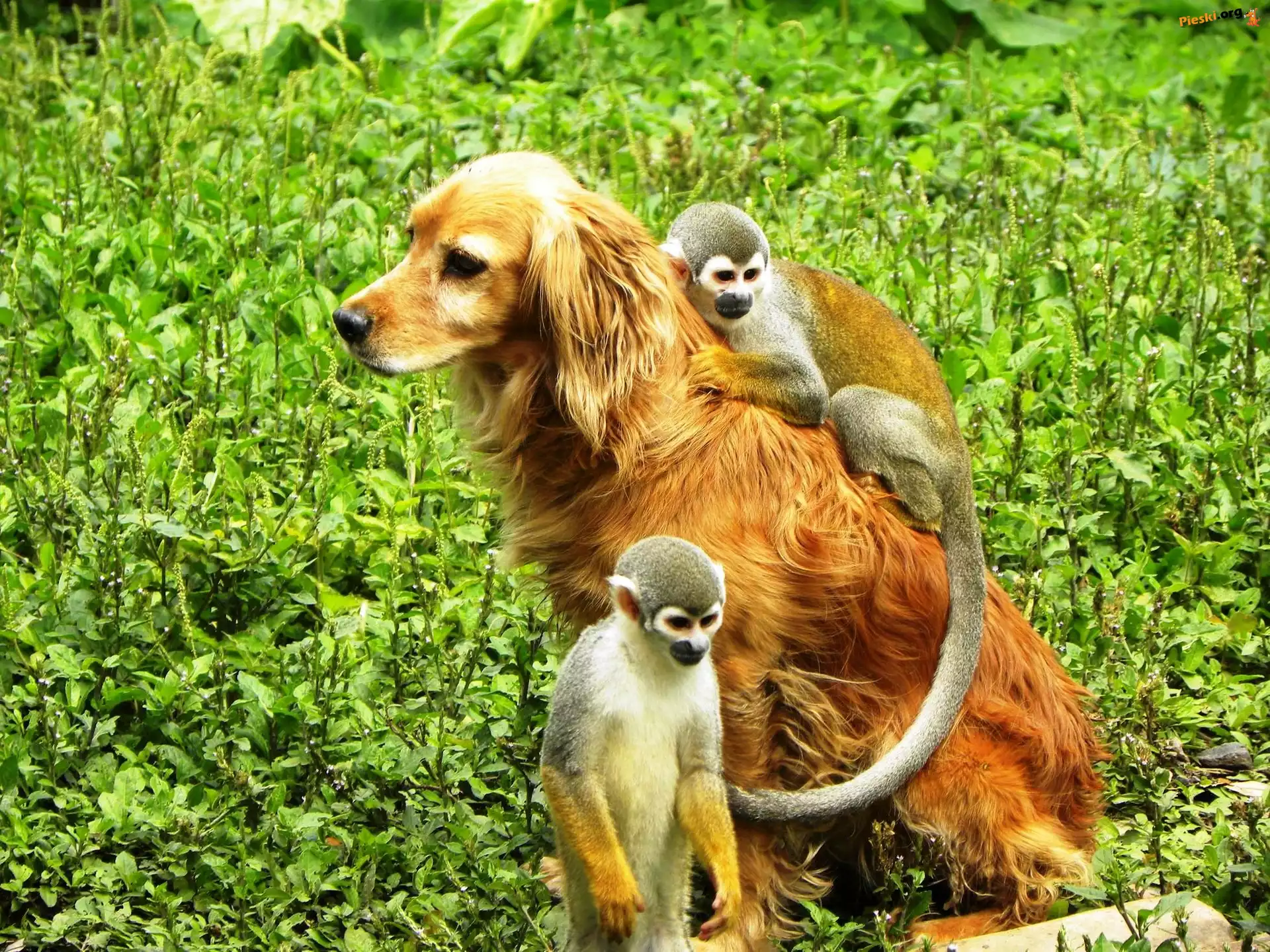 Saimiri, Dwie, Golden Retriever, Małpki, Trawa