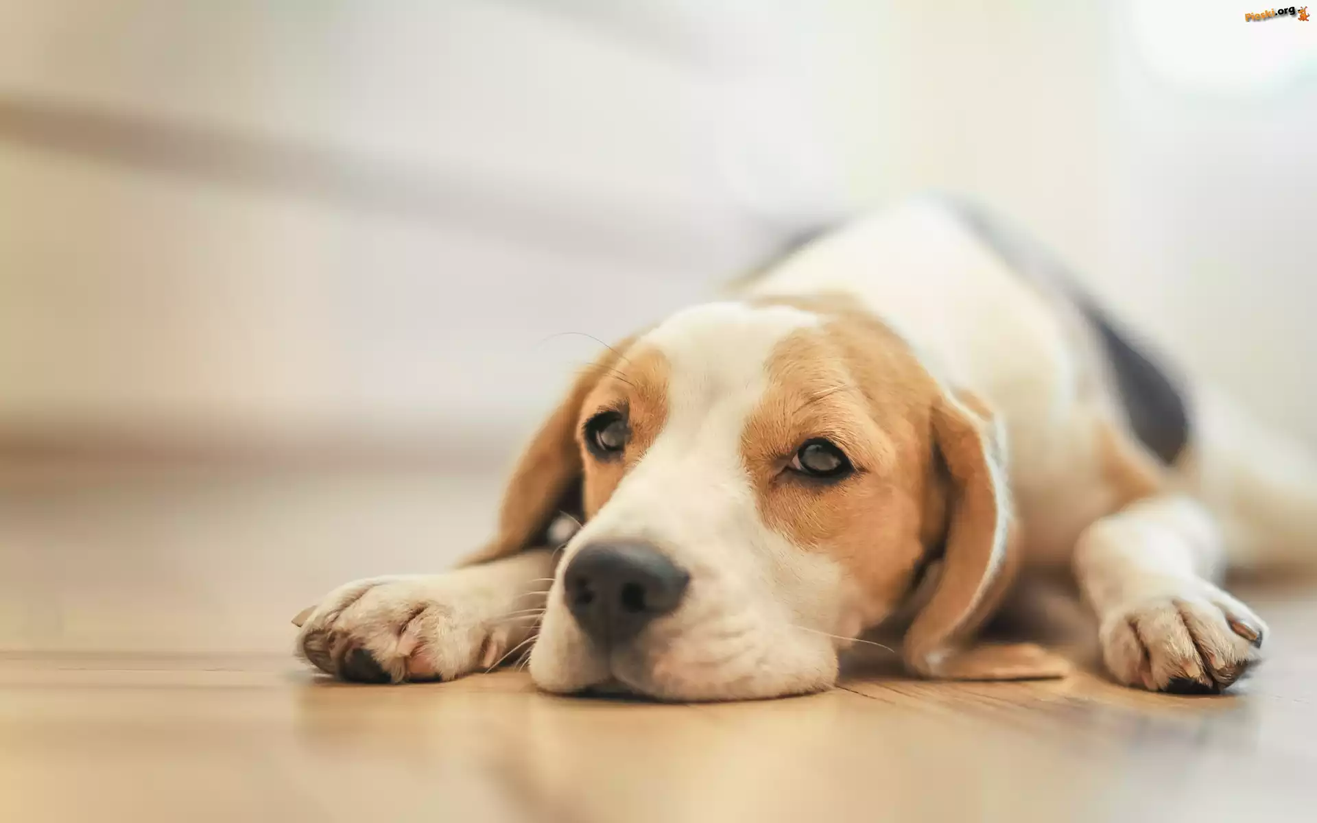 Pies, Szczeniak, Beagle