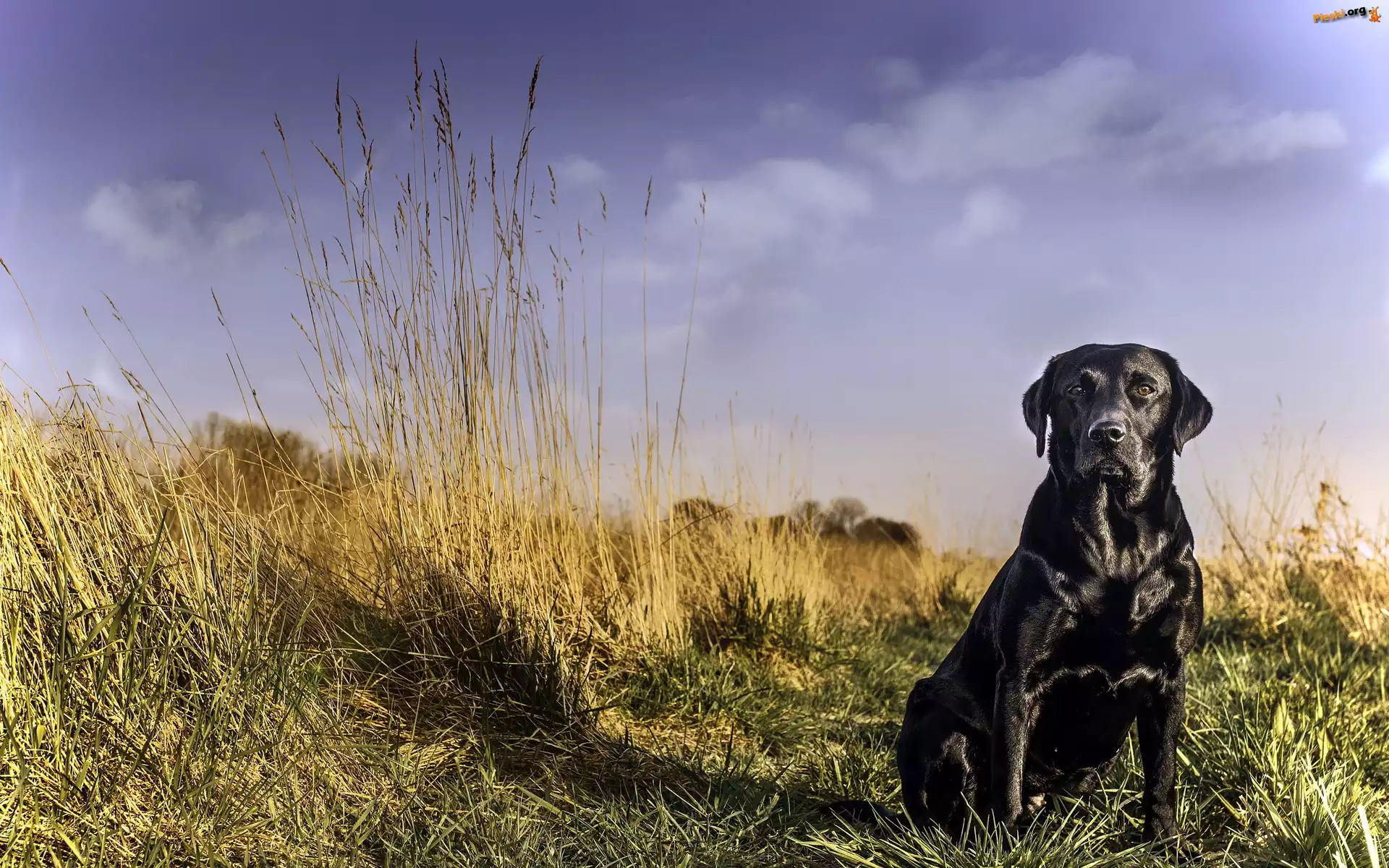Labrador Retriever, Trawa
