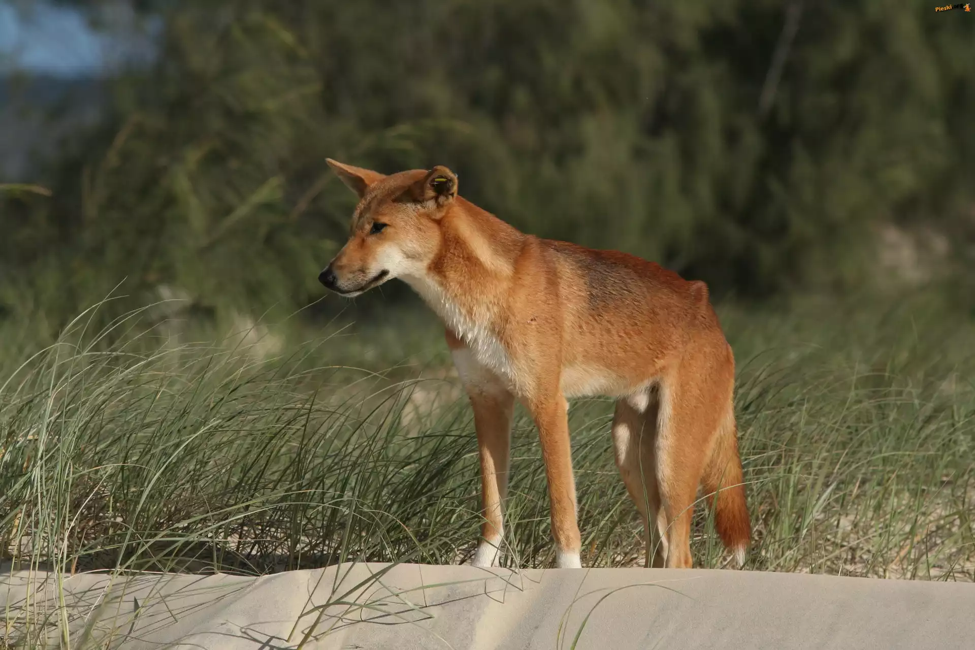 Dingo, Dziki, Pies, Trawa