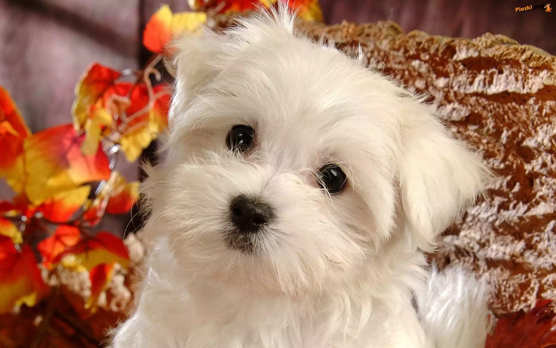 Bichon Frise, Mordka