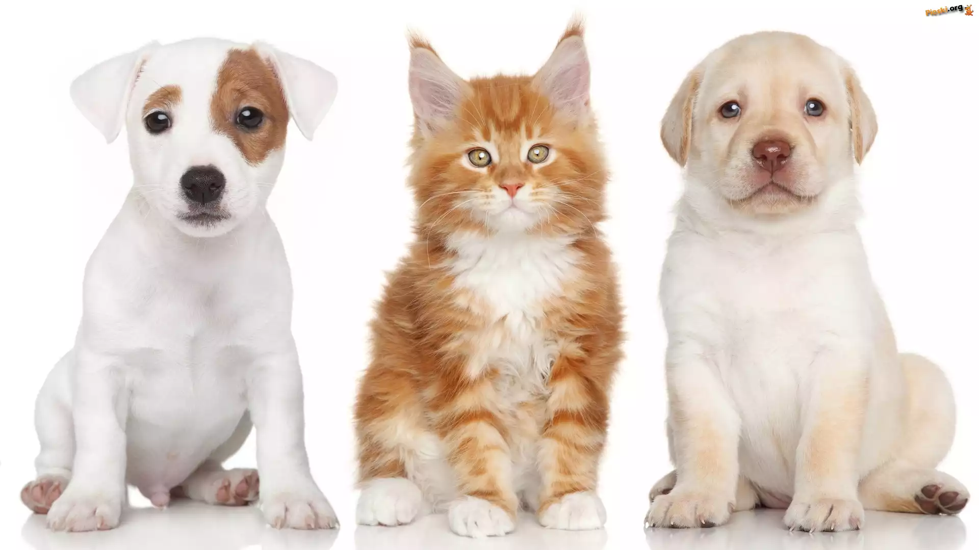Maine Coon, Jack Russell Terrier, Pies, Kot, Labrador Retriever