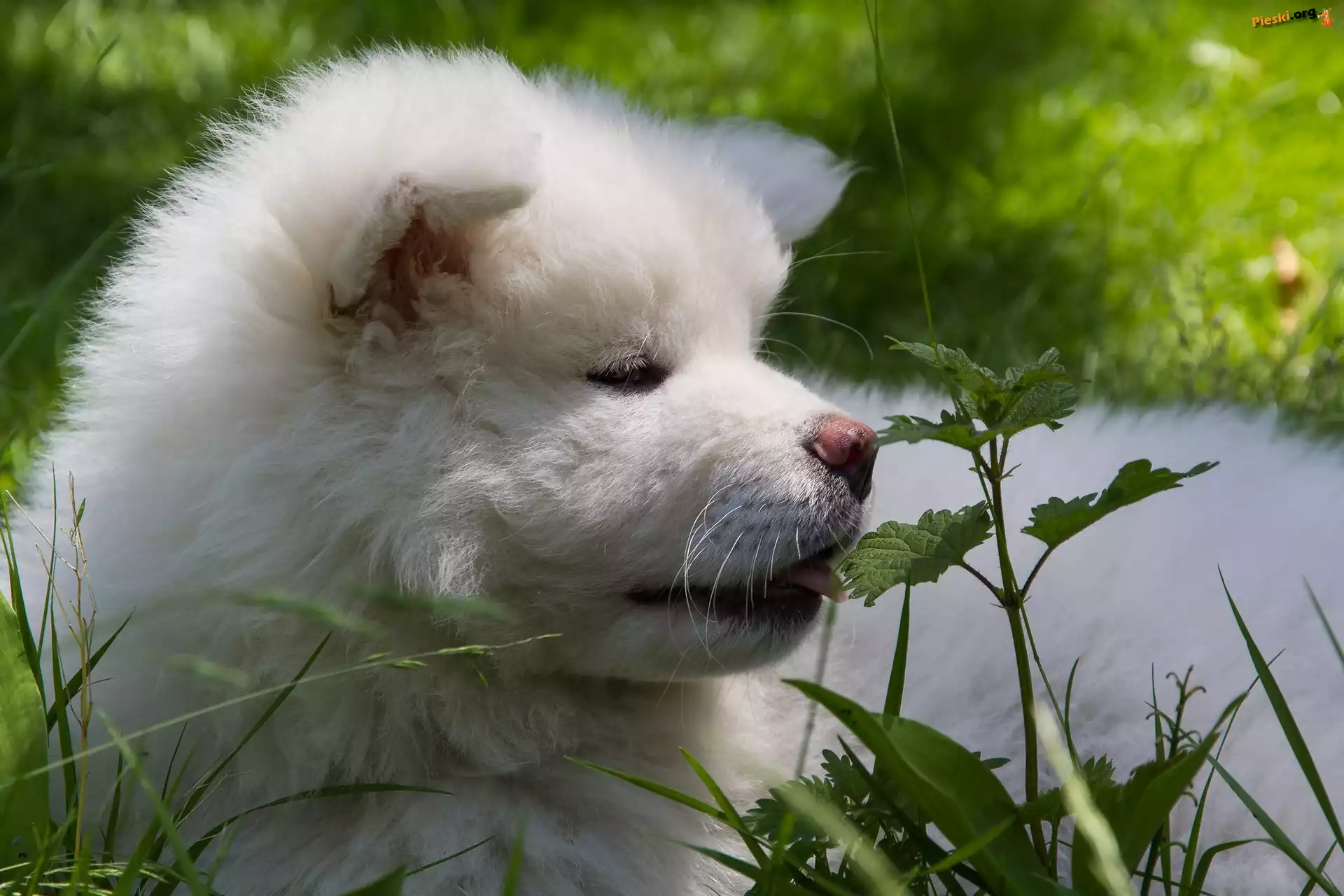Inu, Pies, Akita, Roślinność
